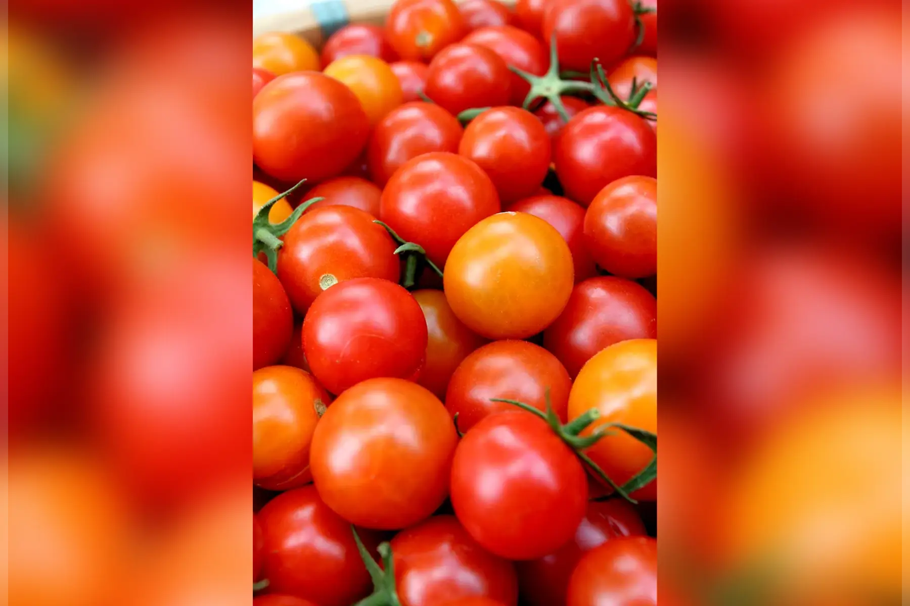 Tomates cerises