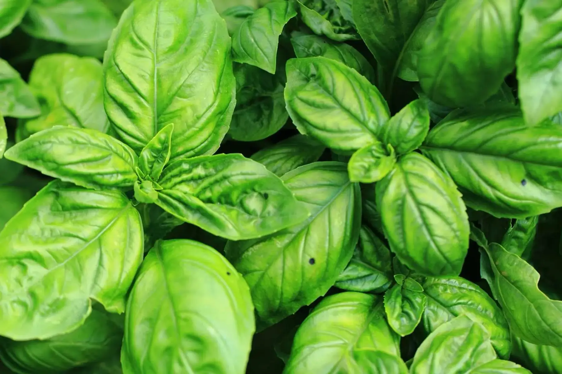 Basilic vert