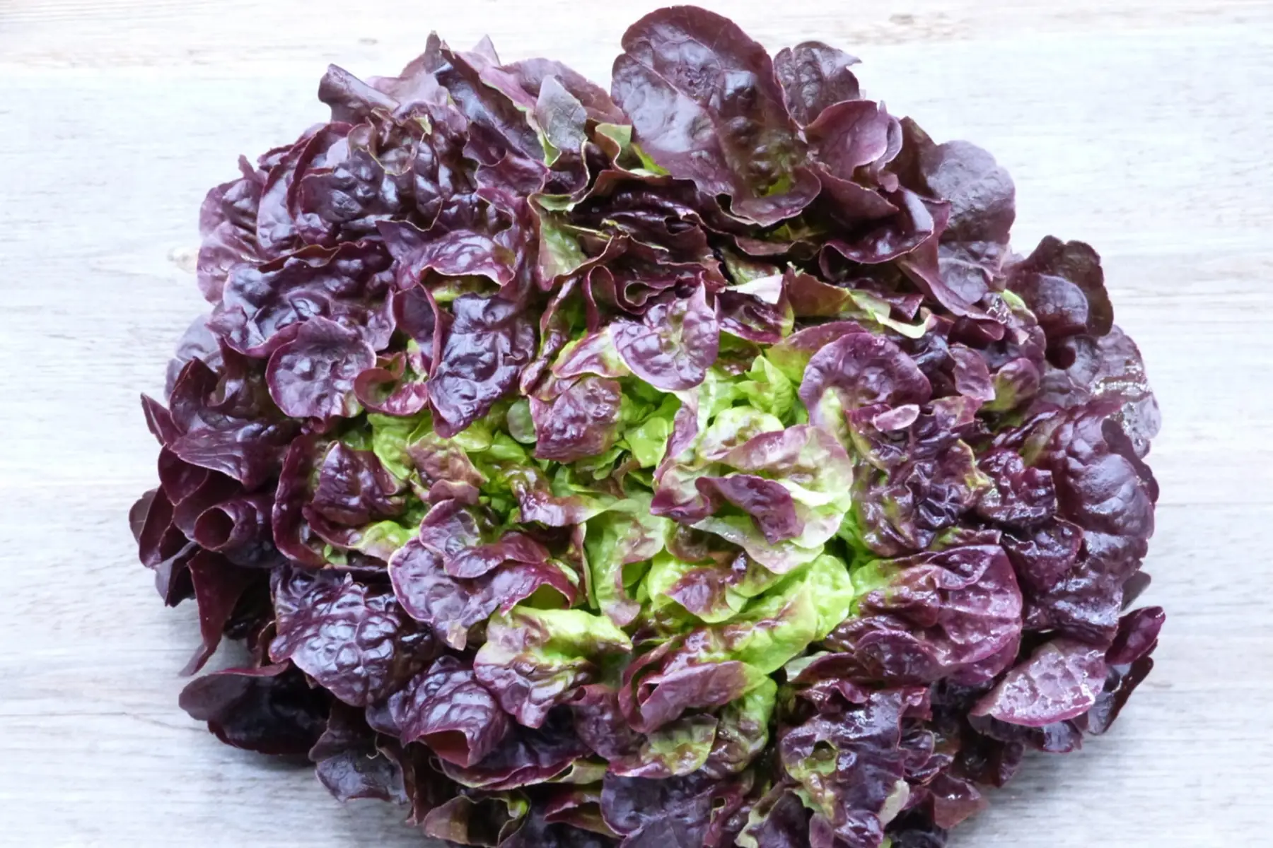 Salade feuille de chêne rouge