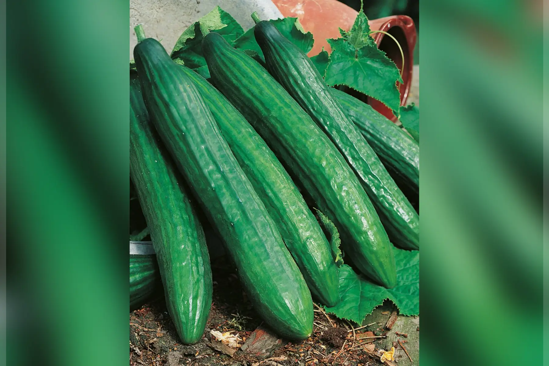 Concombre maraîcher