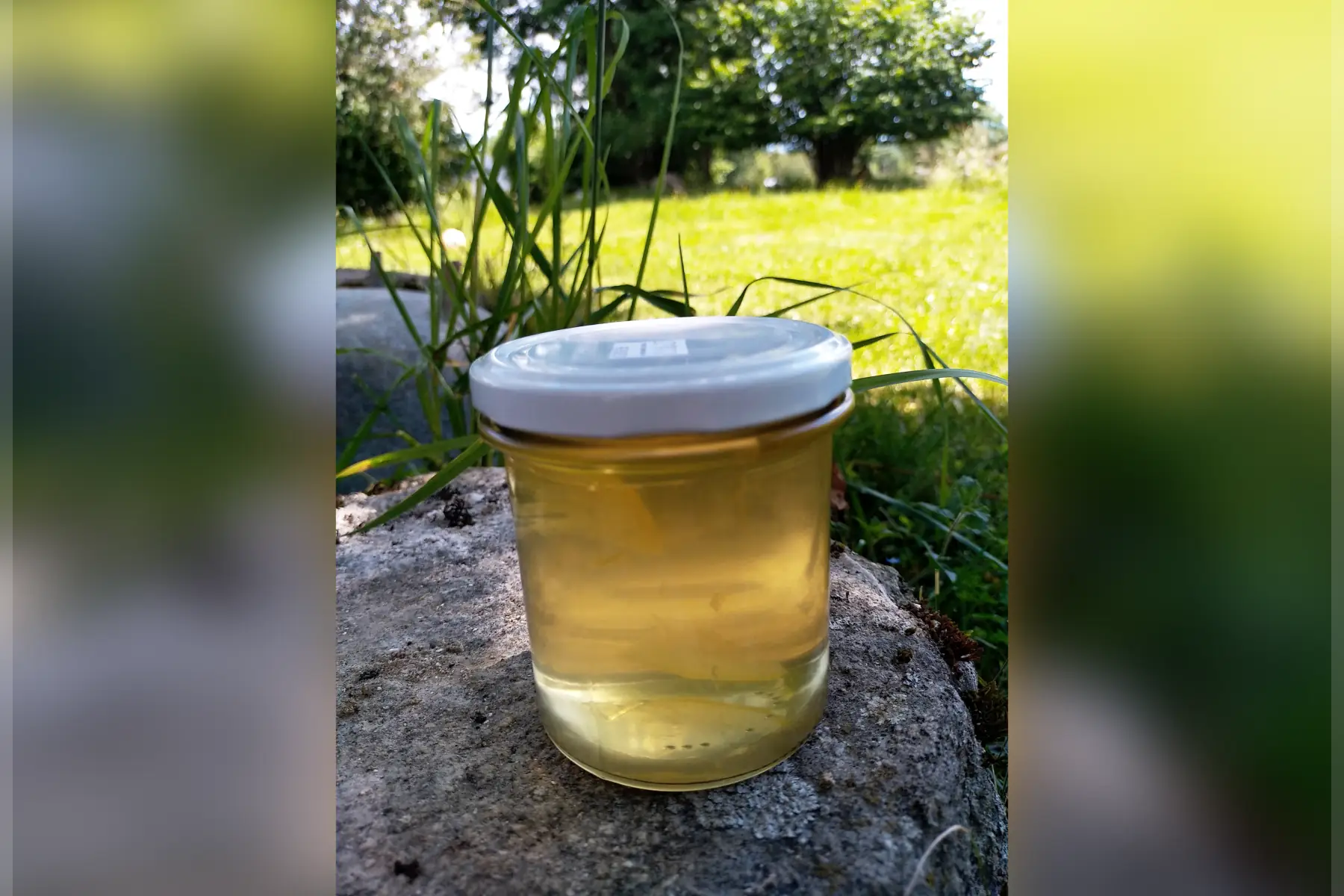 Gelée de fleurs de Sureau (300gr)