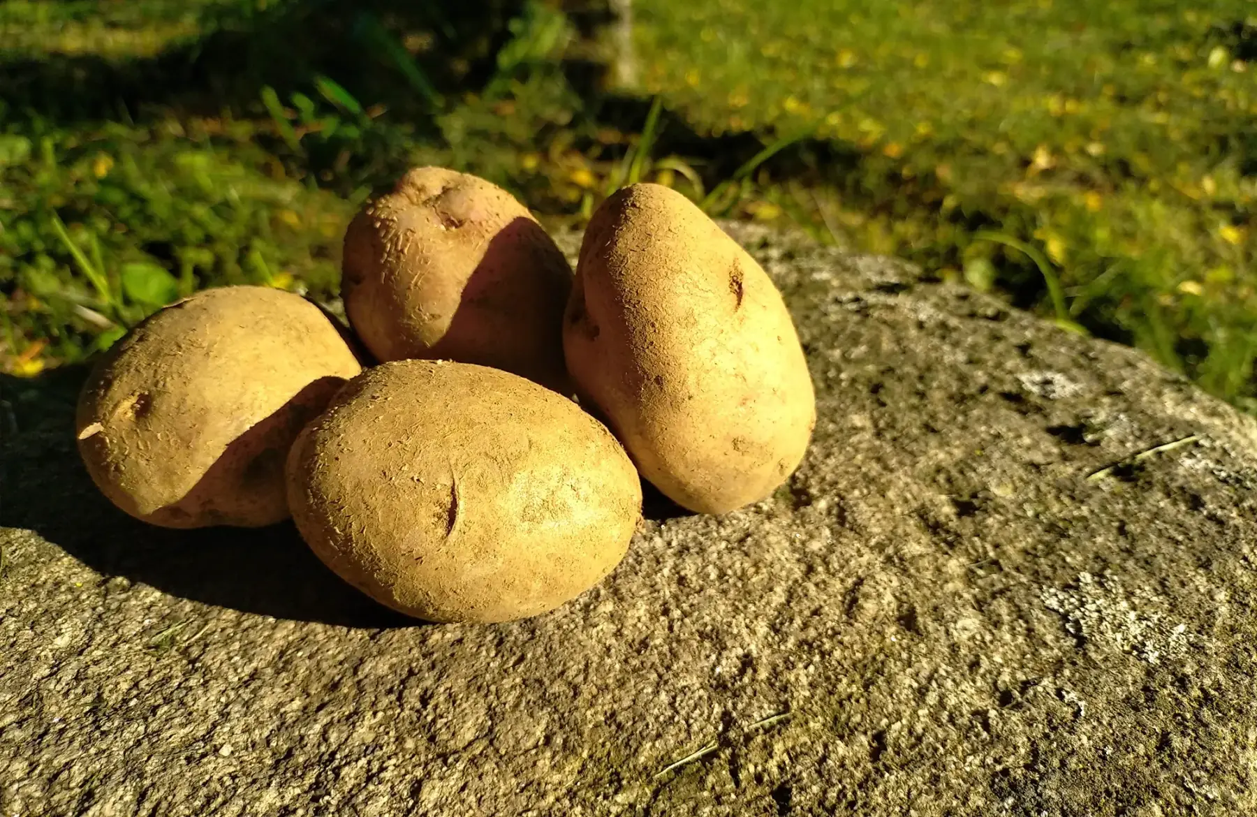 Pomme de terre - désirée