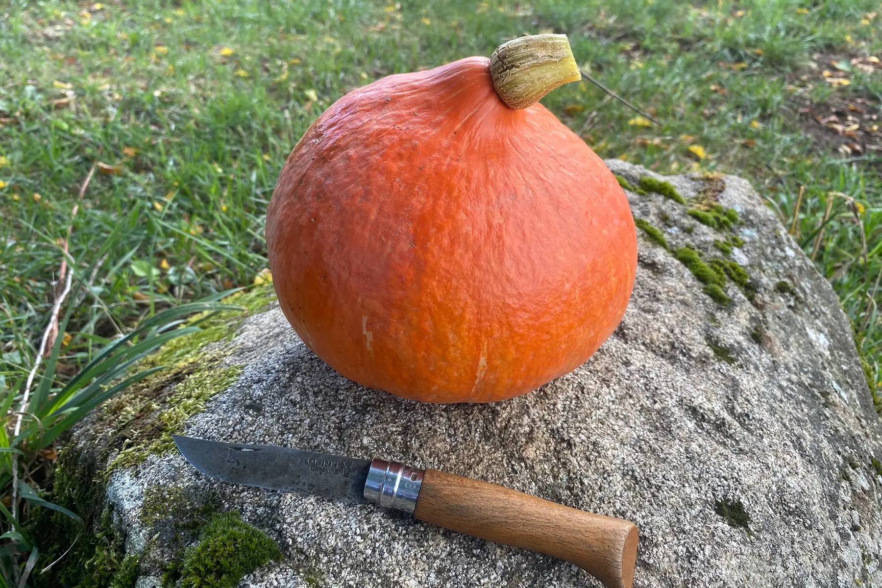 Potimarron