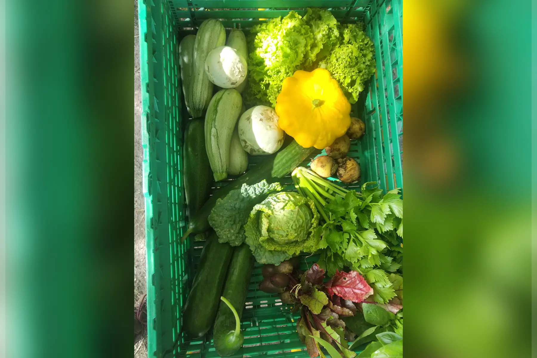 Panier maraîcher duo