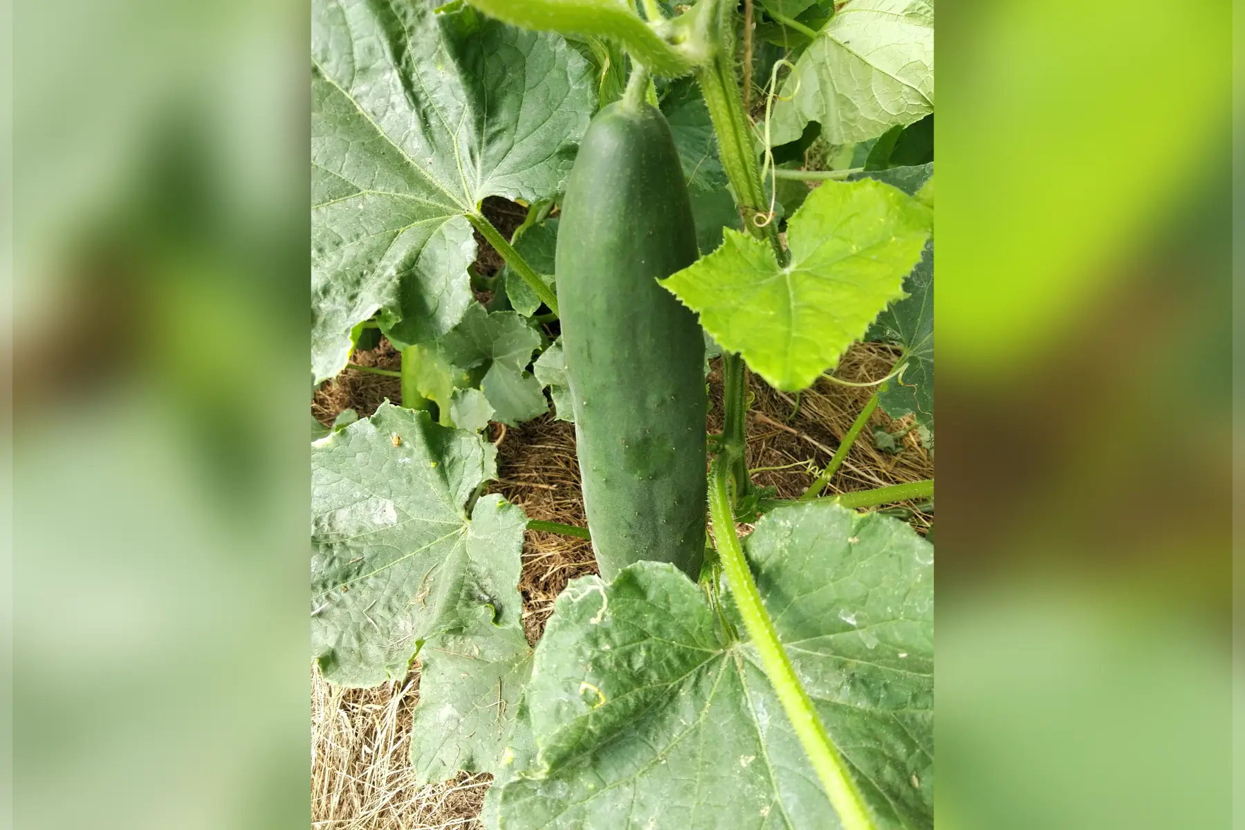 Concombre épineux petit