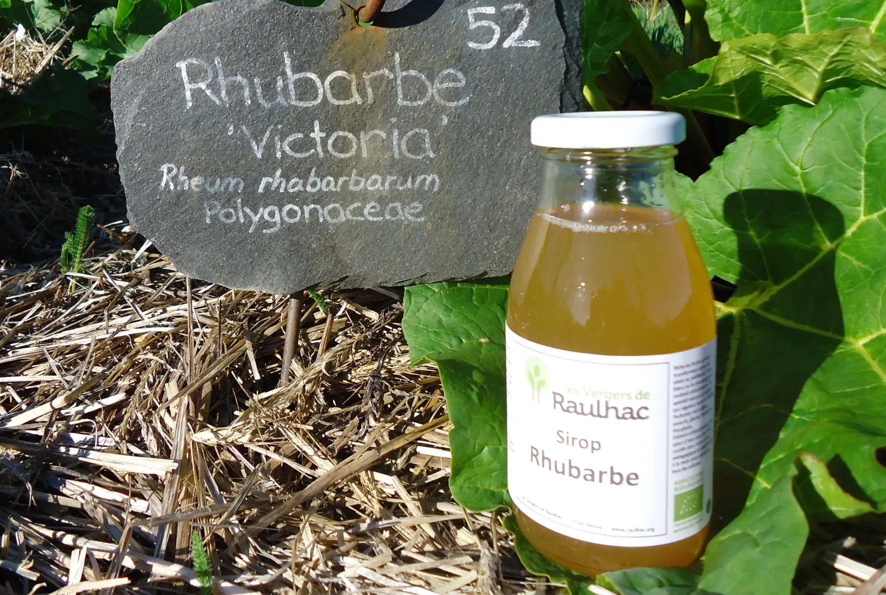 Sirop de Rhubarbe BIO