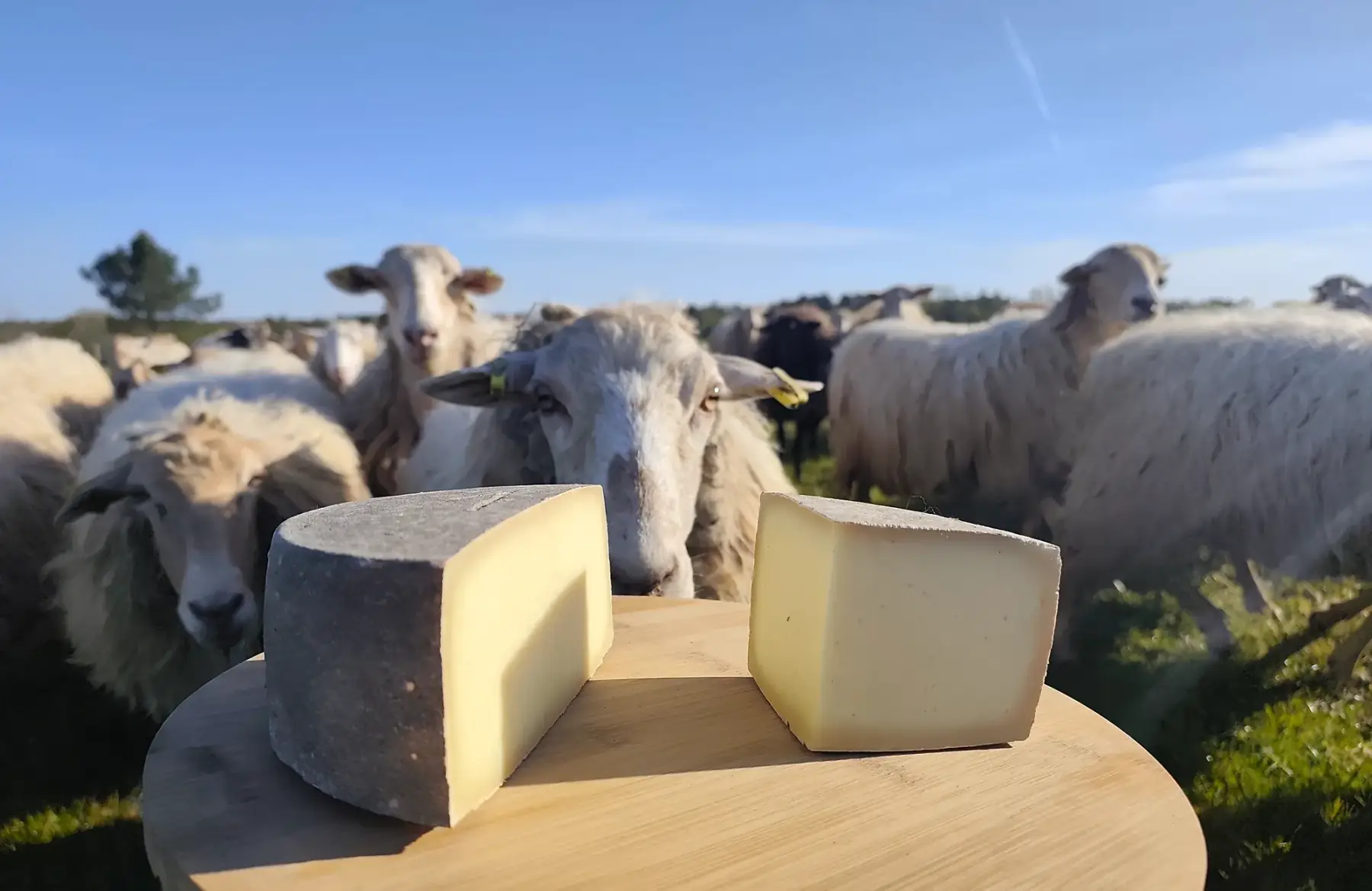 Tomme de brebis