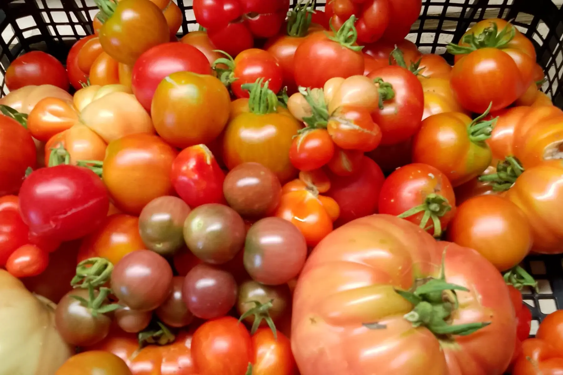 Tomates - variétés variées