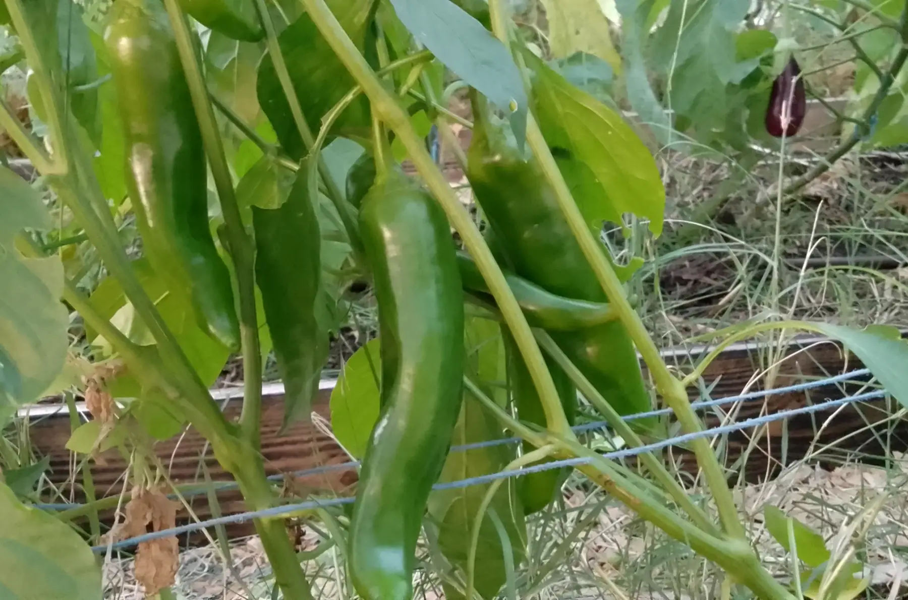 Poivron vert cornu - a la piece