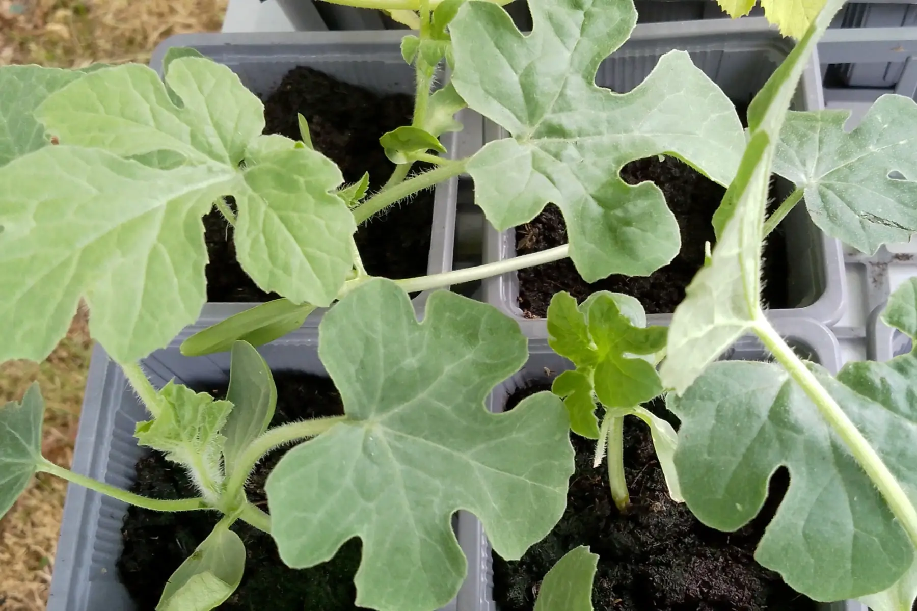 Plant de pastèque "Sugar Baby"