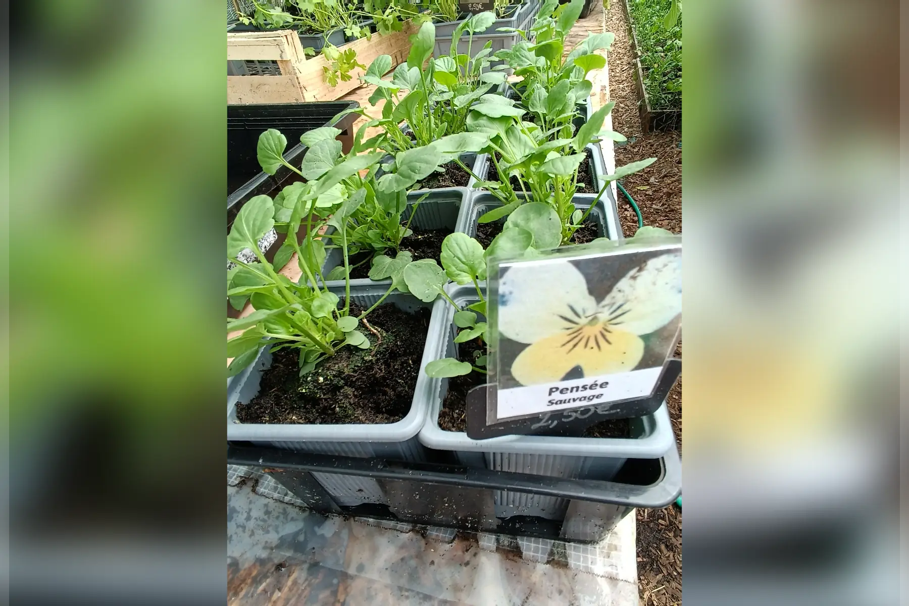 Plant de pensée sauvage comestible