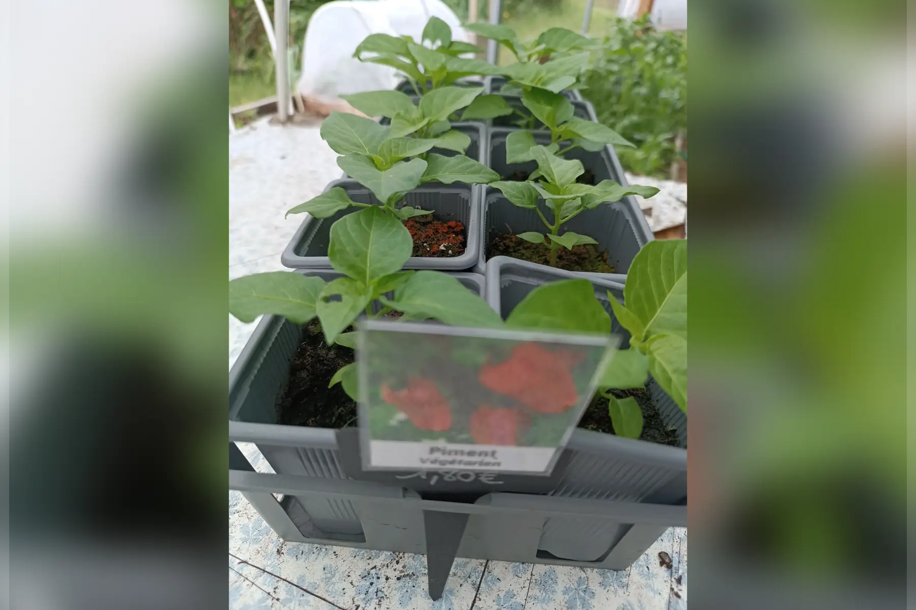 Plant de Piment Vegetarien