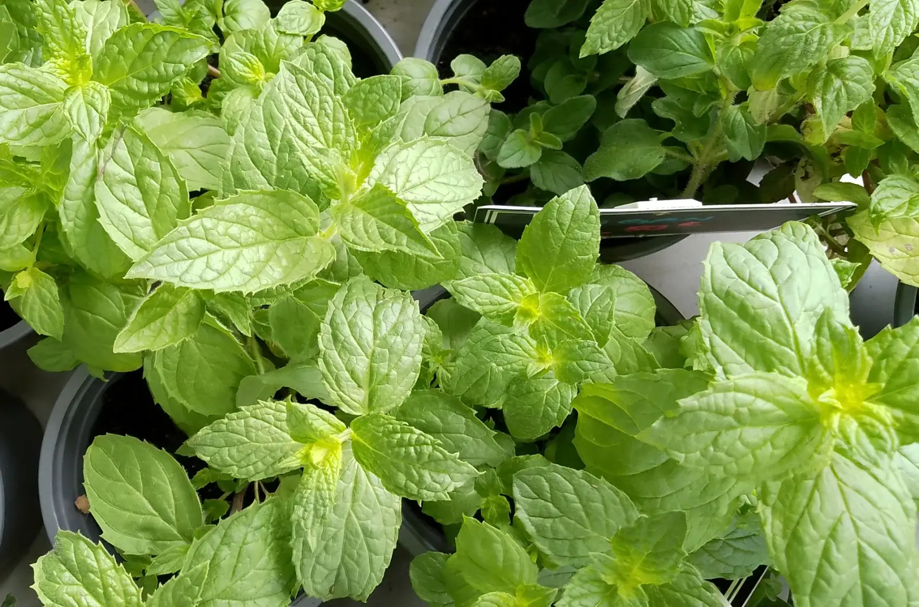 Plant de menthe crépue