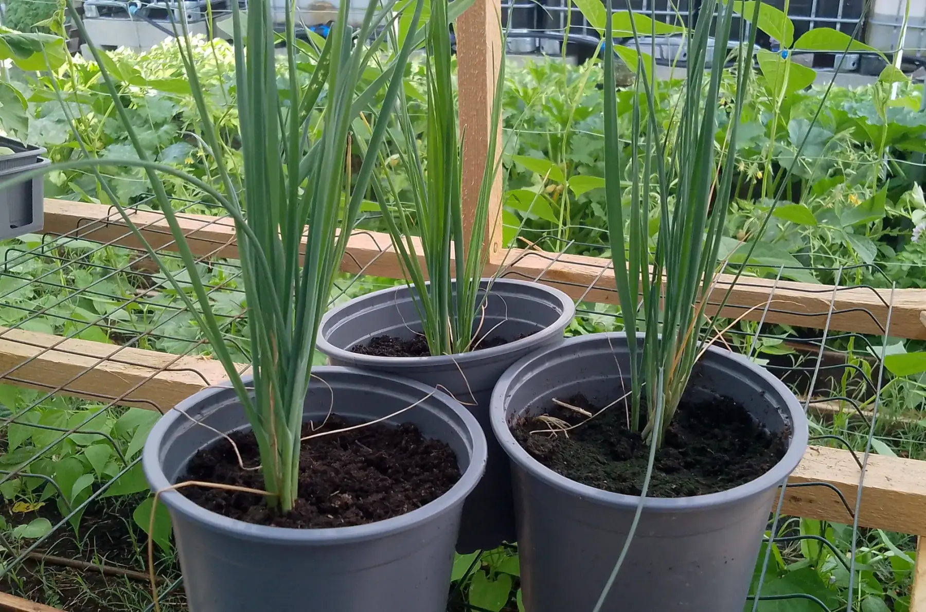 10 Plants de poireaux