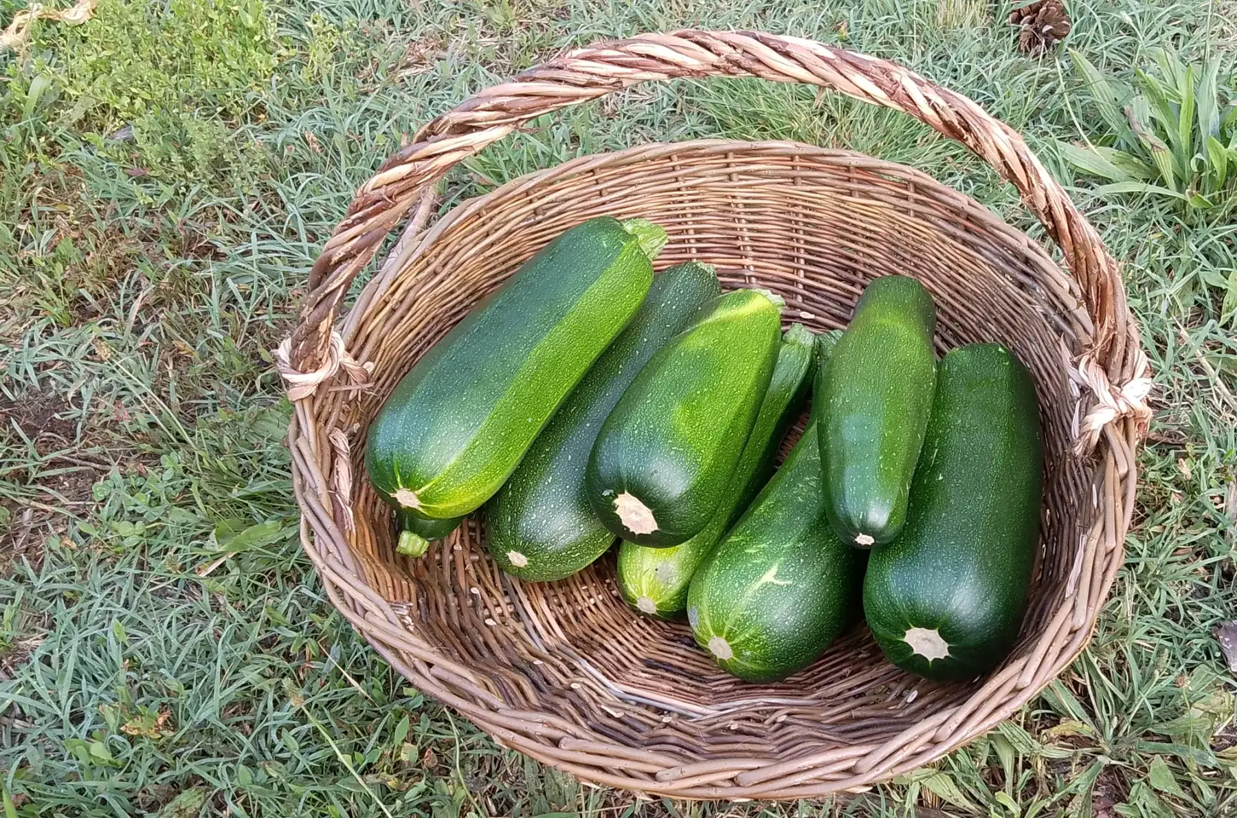 Courgette "Verte de Milan"