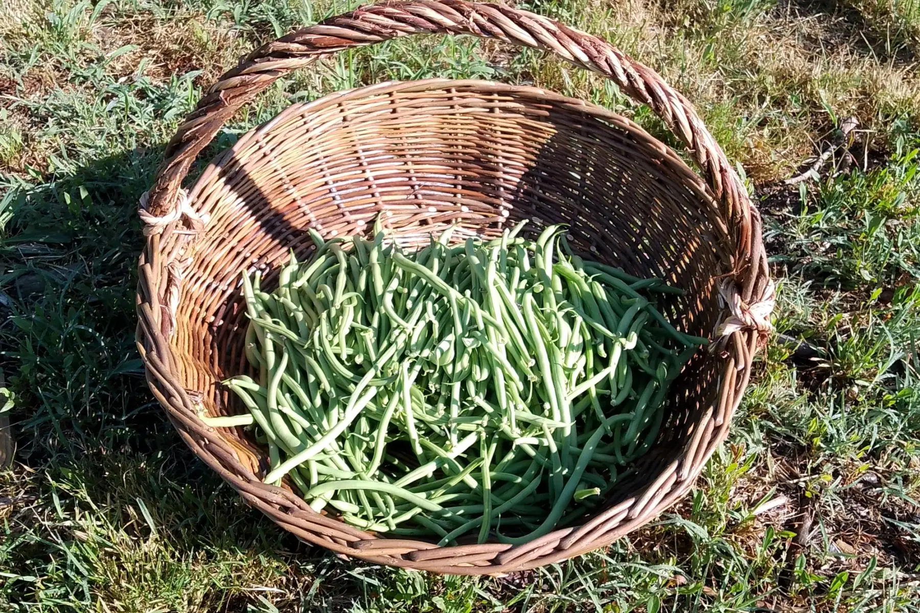 Haricots verts