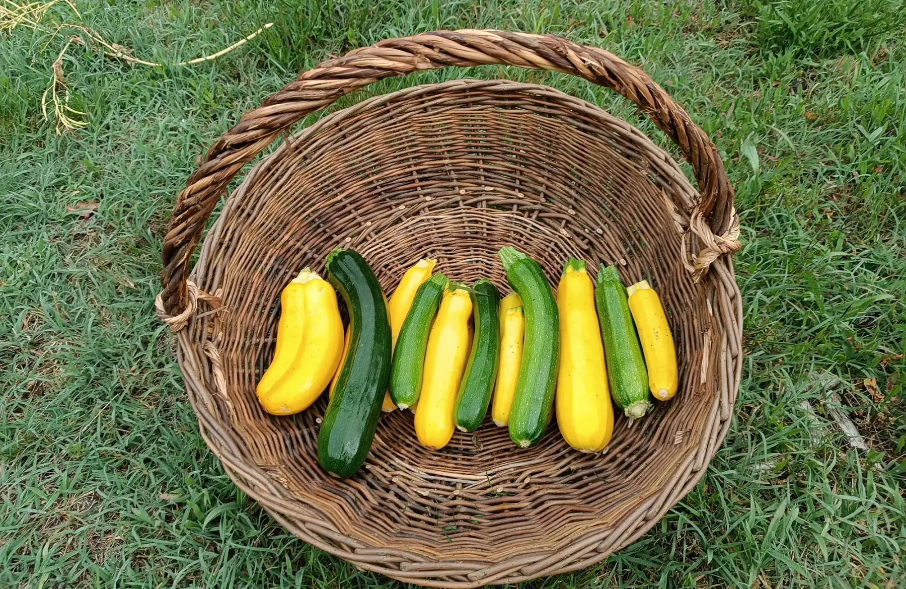 Courgettes vertes et jaunes