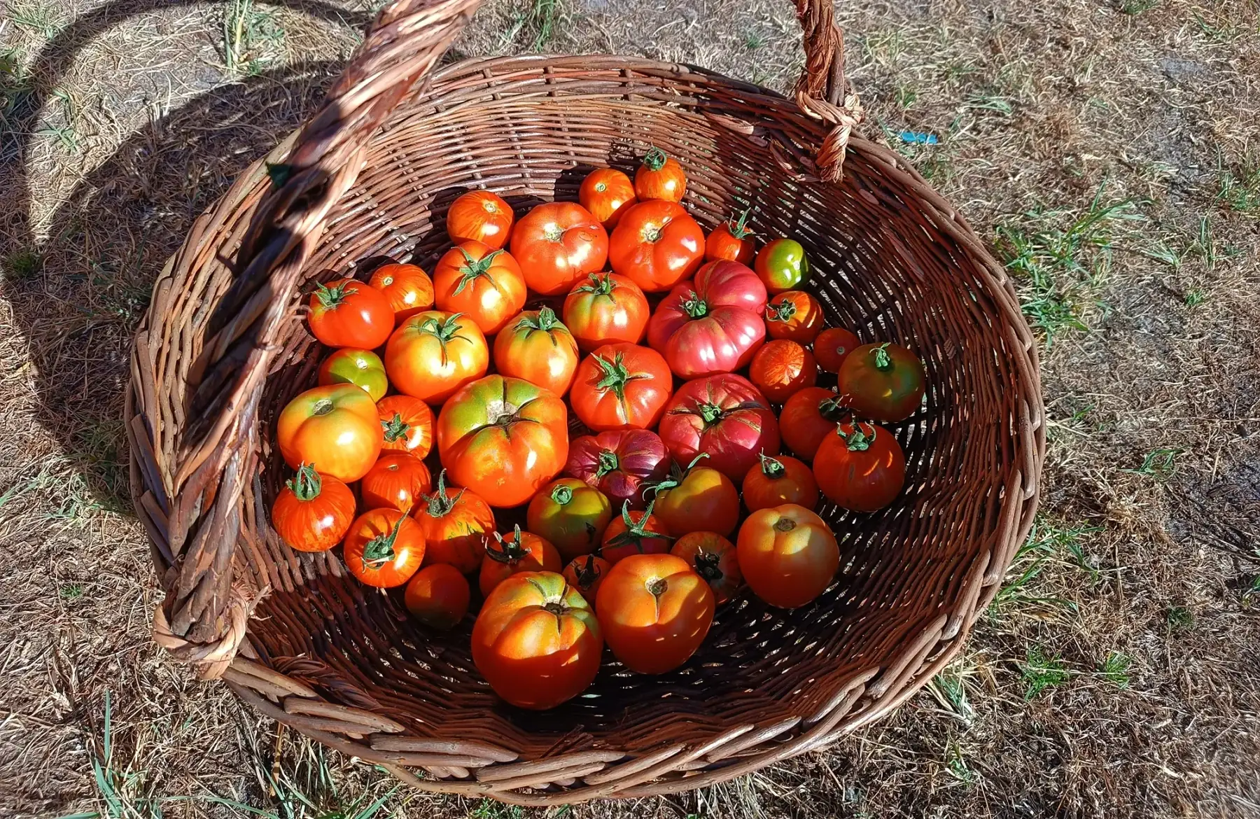 Tomates anciennes - variétés variées