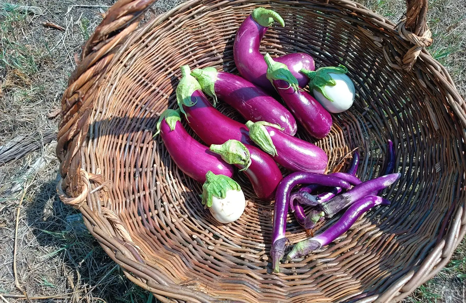 Aubergines