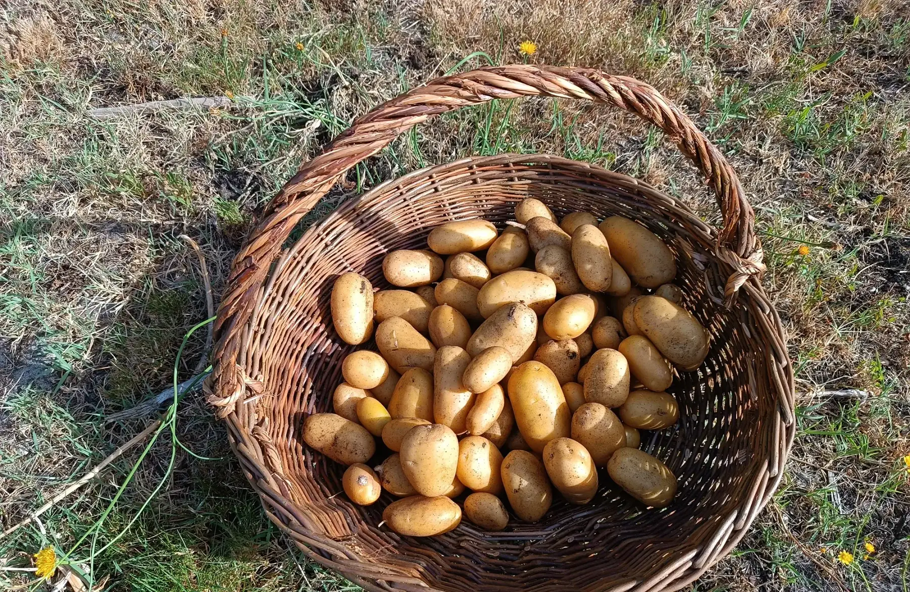 Pommes de terre