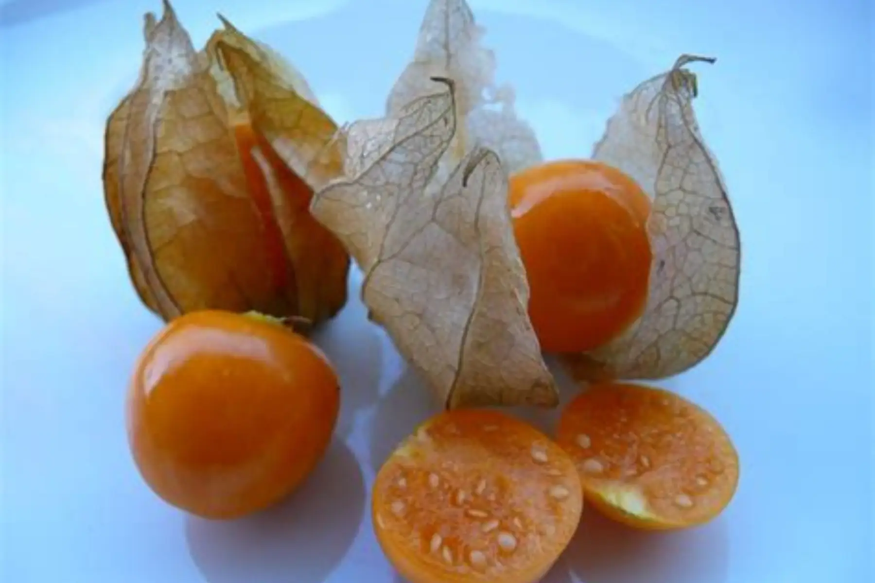 Physalis