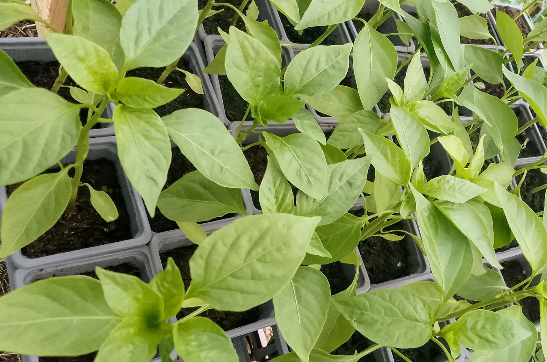 Plant de poivron "Corno di toro rosso"