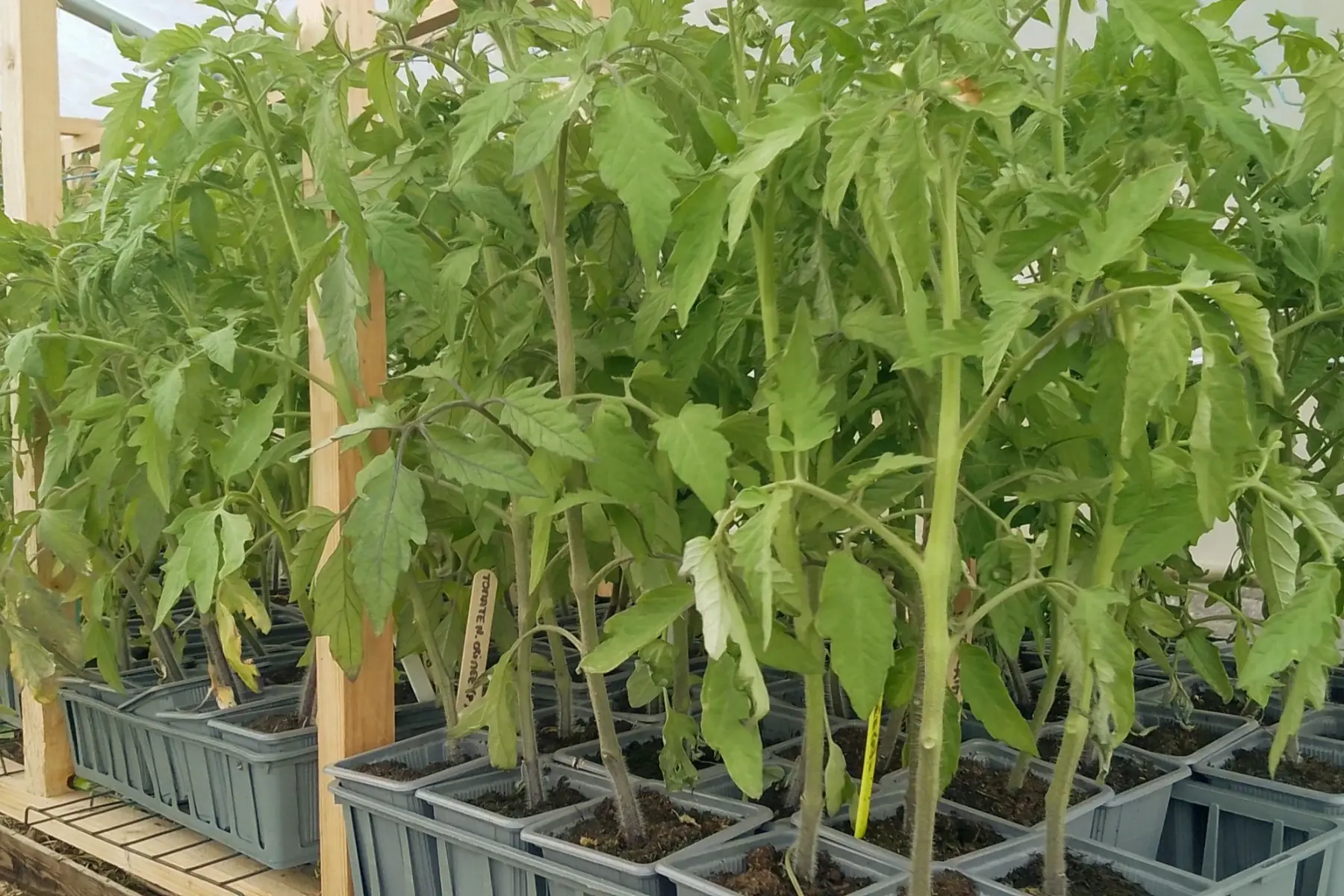 Plant de tomate "Coeur de Boeuf"