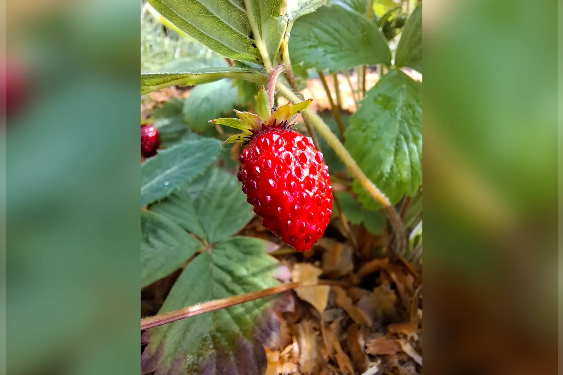 Fraisier des bois "Alexandria"