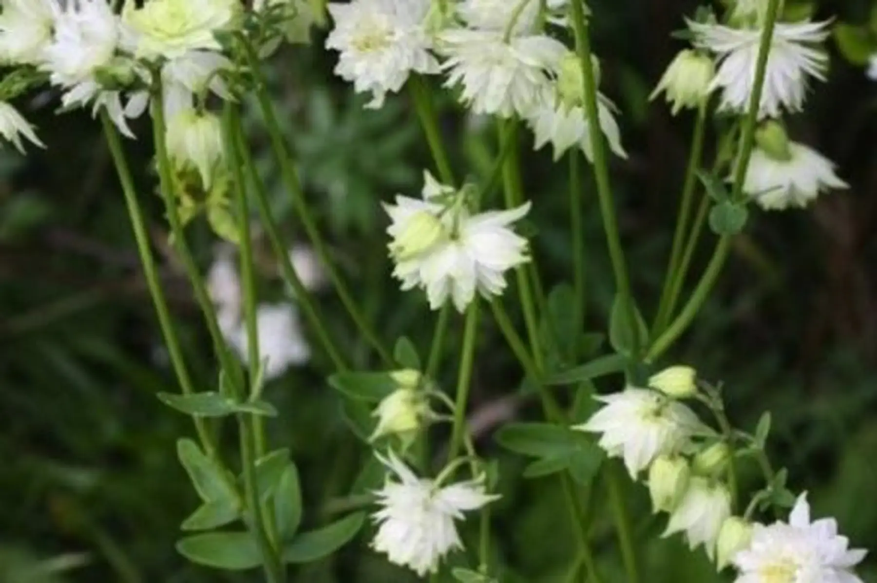 Ancolie White Barlow (Aquilegia vulgaris stellata)