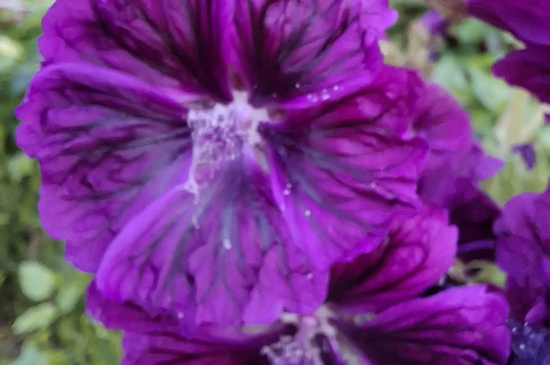 Grande mauve (Malva Sylvestris)