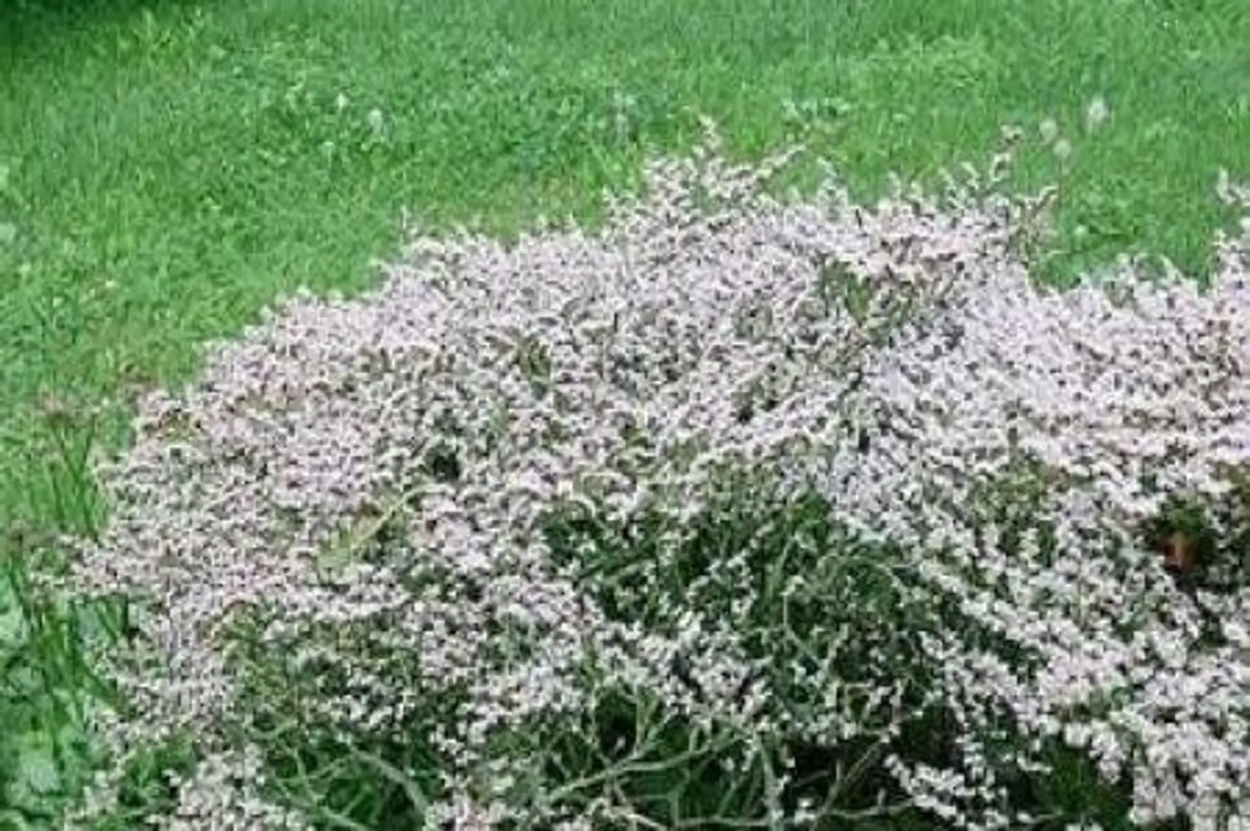 Goniolimon – Statice vivace (Limonium tartaricum)