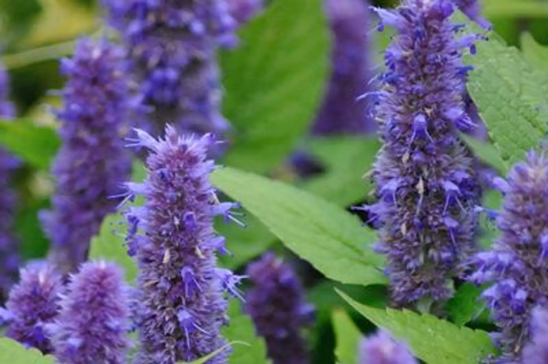 Agastache anisée (Agastache foeniculum)