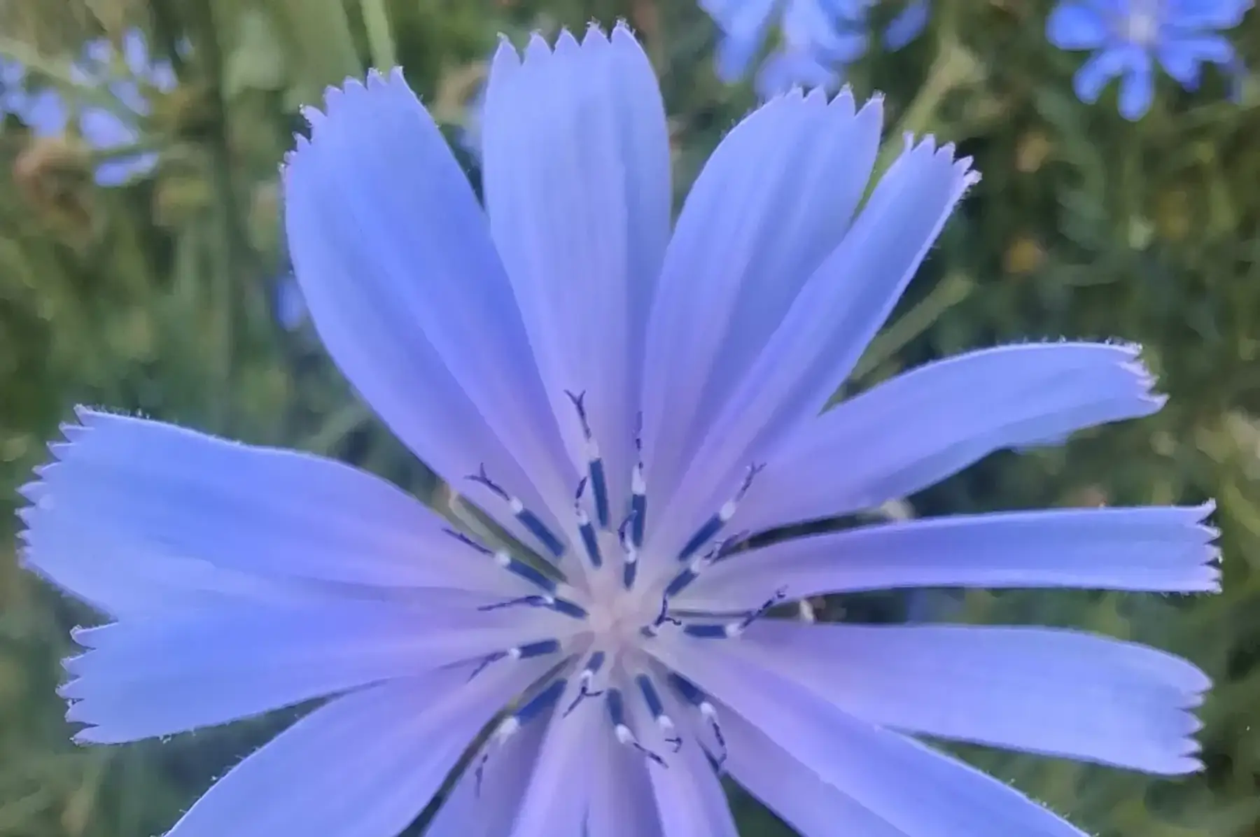 Chicorée sauvage (Cichorium intybus)