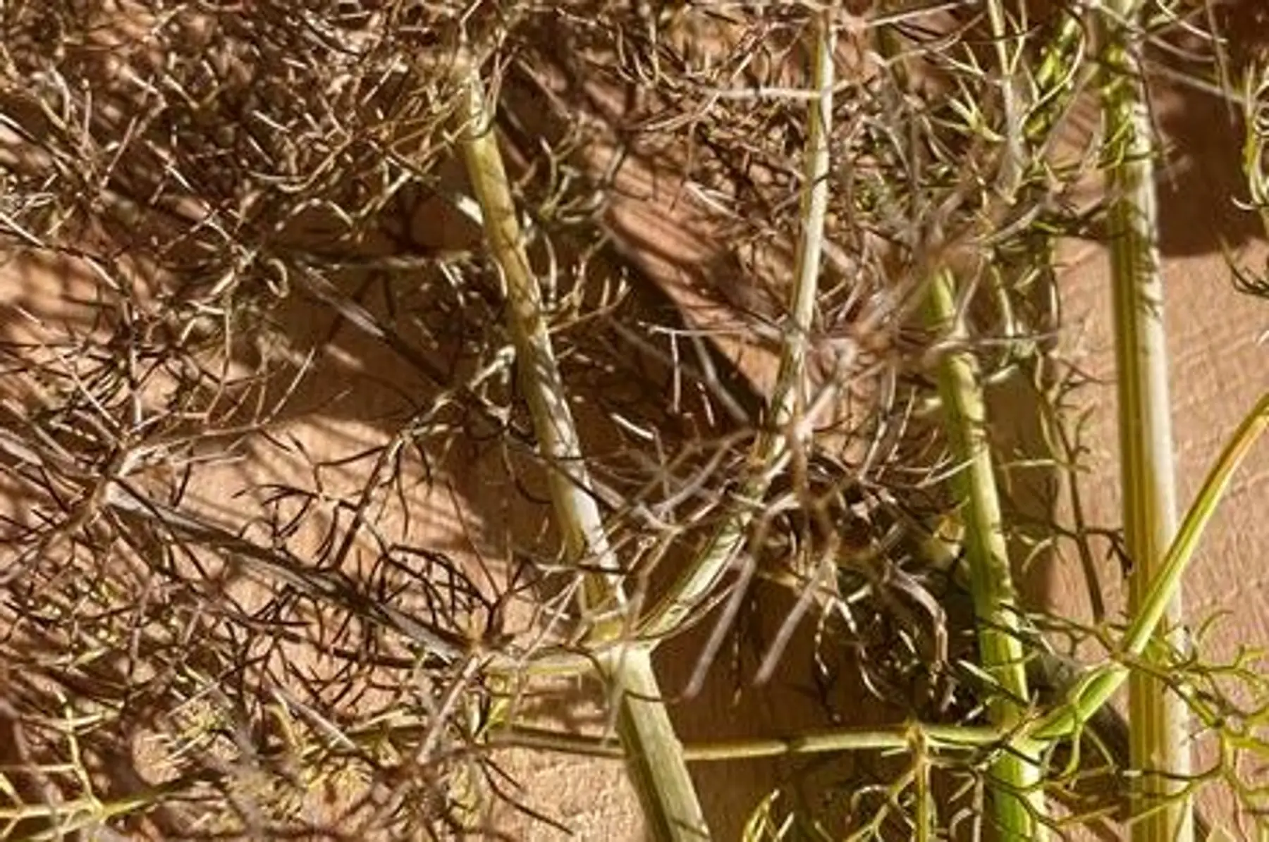 Fenouil Bronze (Foeniculum vulgare)