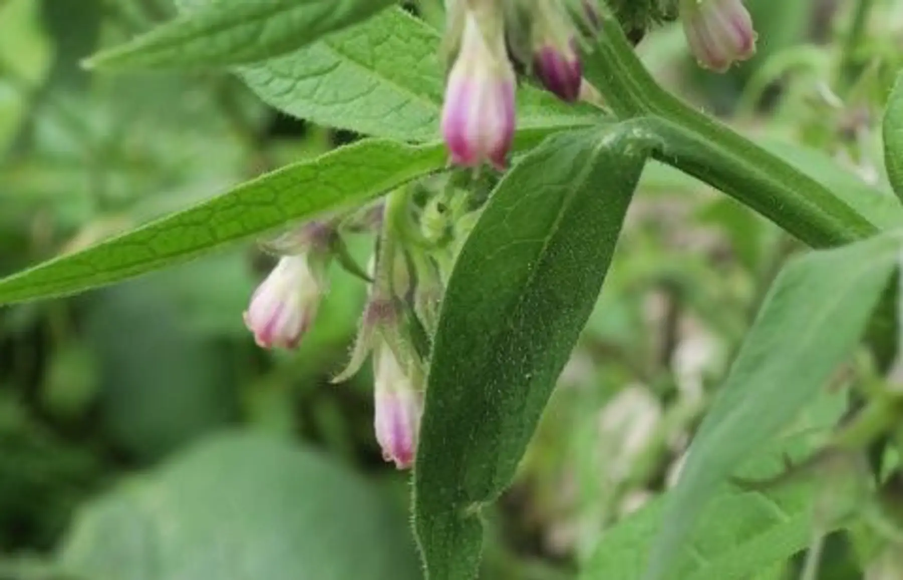 Consoude officinale (Symphytum officinale)