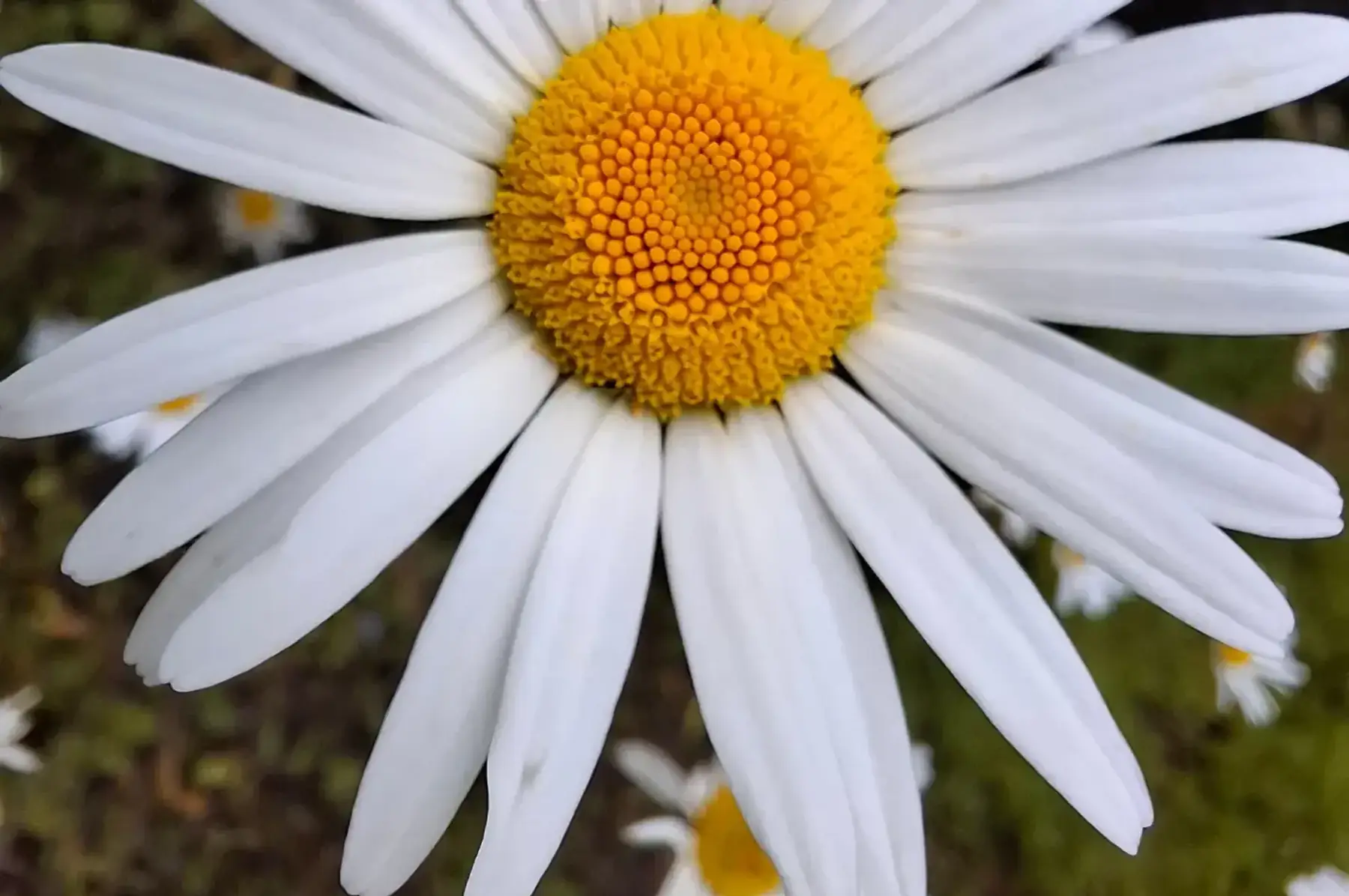 Grande marguerite (Leucanthemum vulgare)