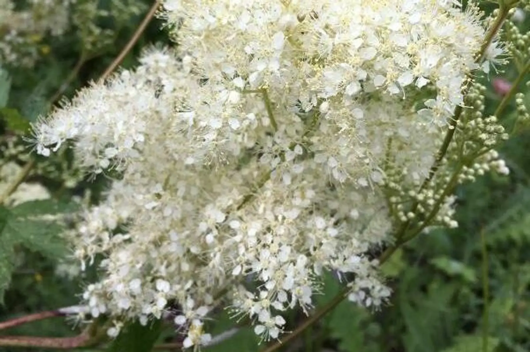 Reine des prés (Filipendula ulmaria)