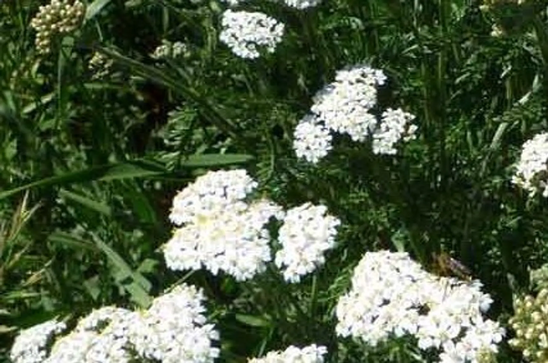 Achillée Millefeuille (Achillea Millefolium)