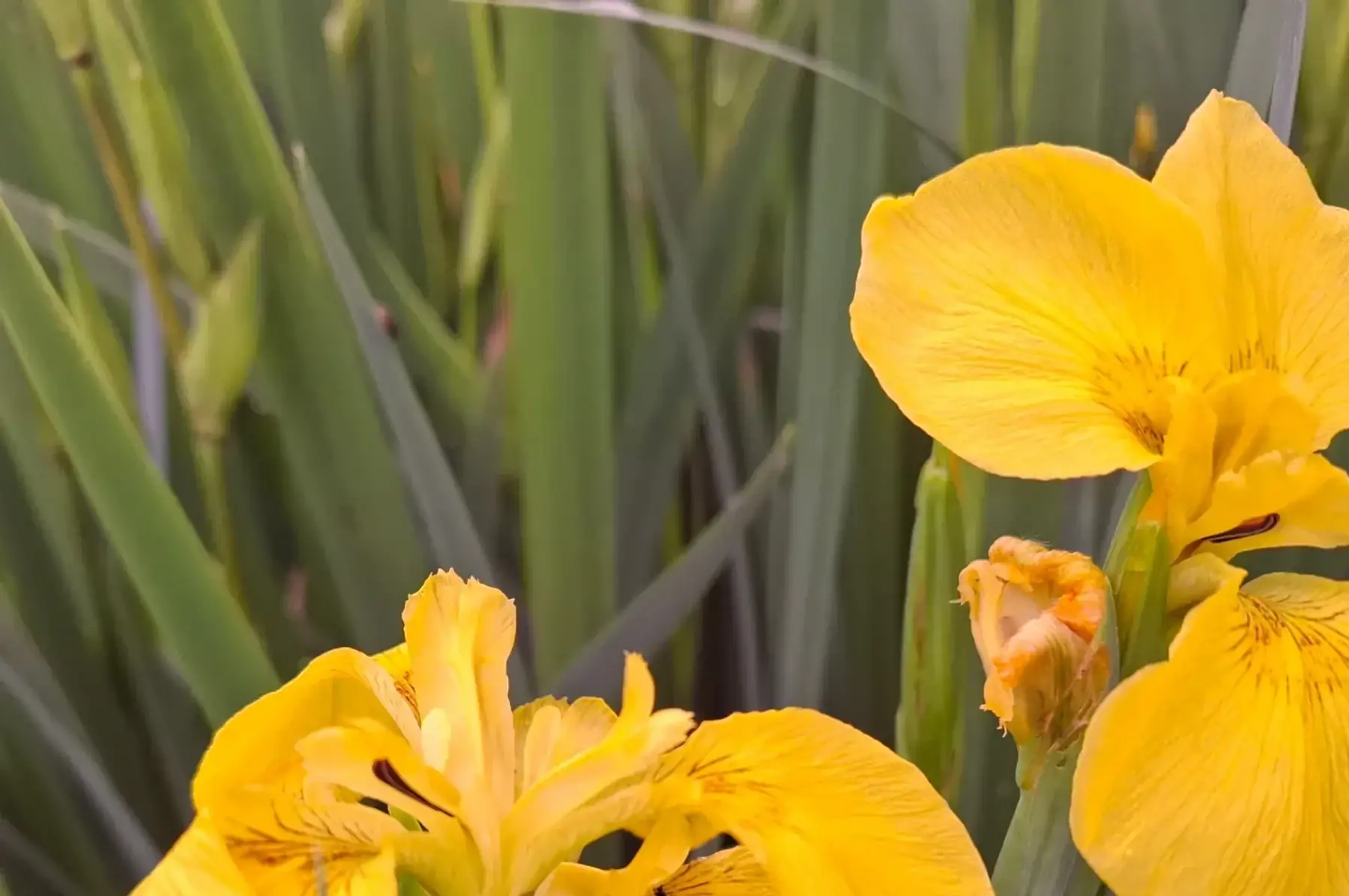 Iris des marais (Iris pseudacorus)
