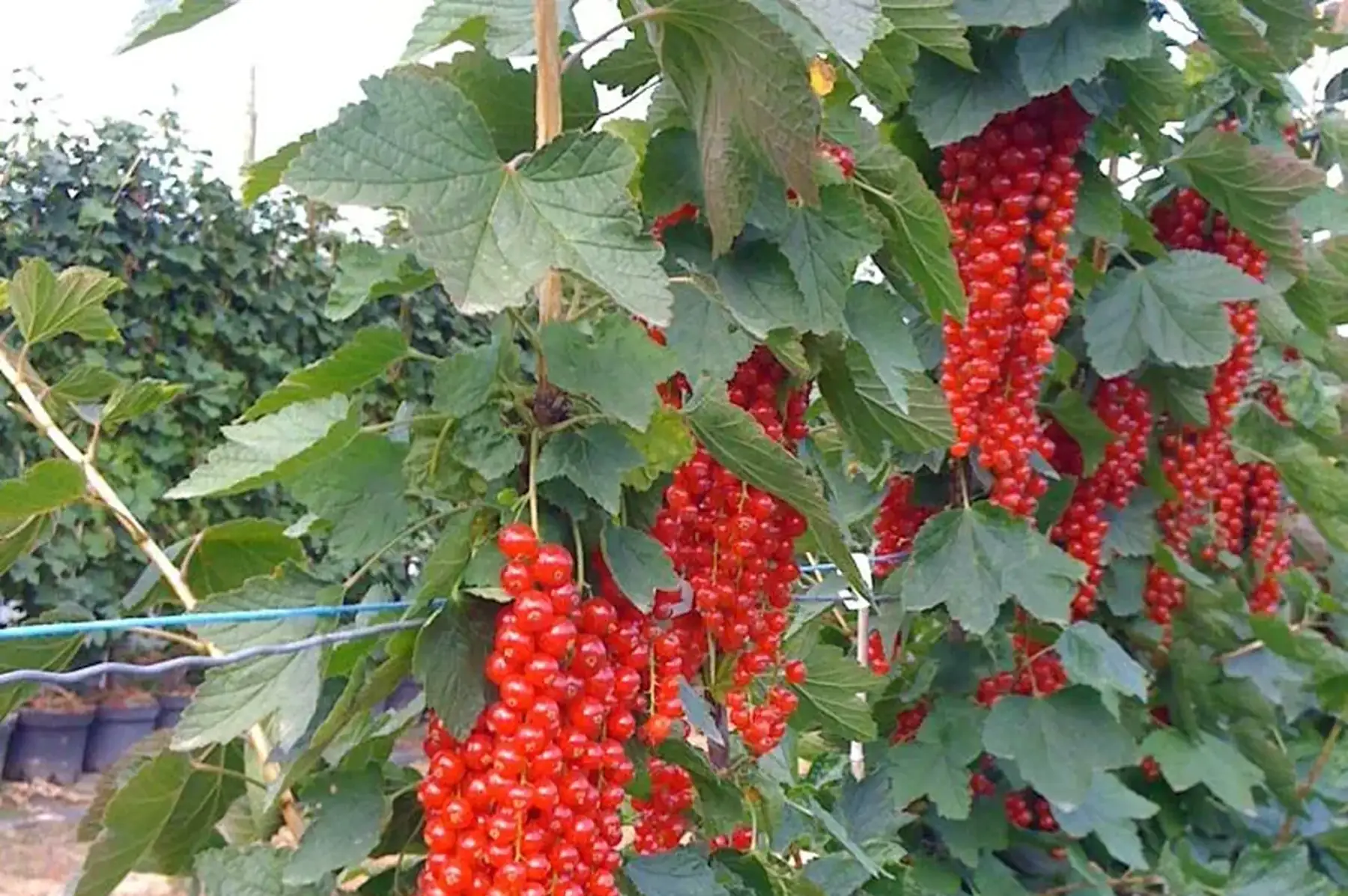 Groseillier à grappes rouges "Rovada"