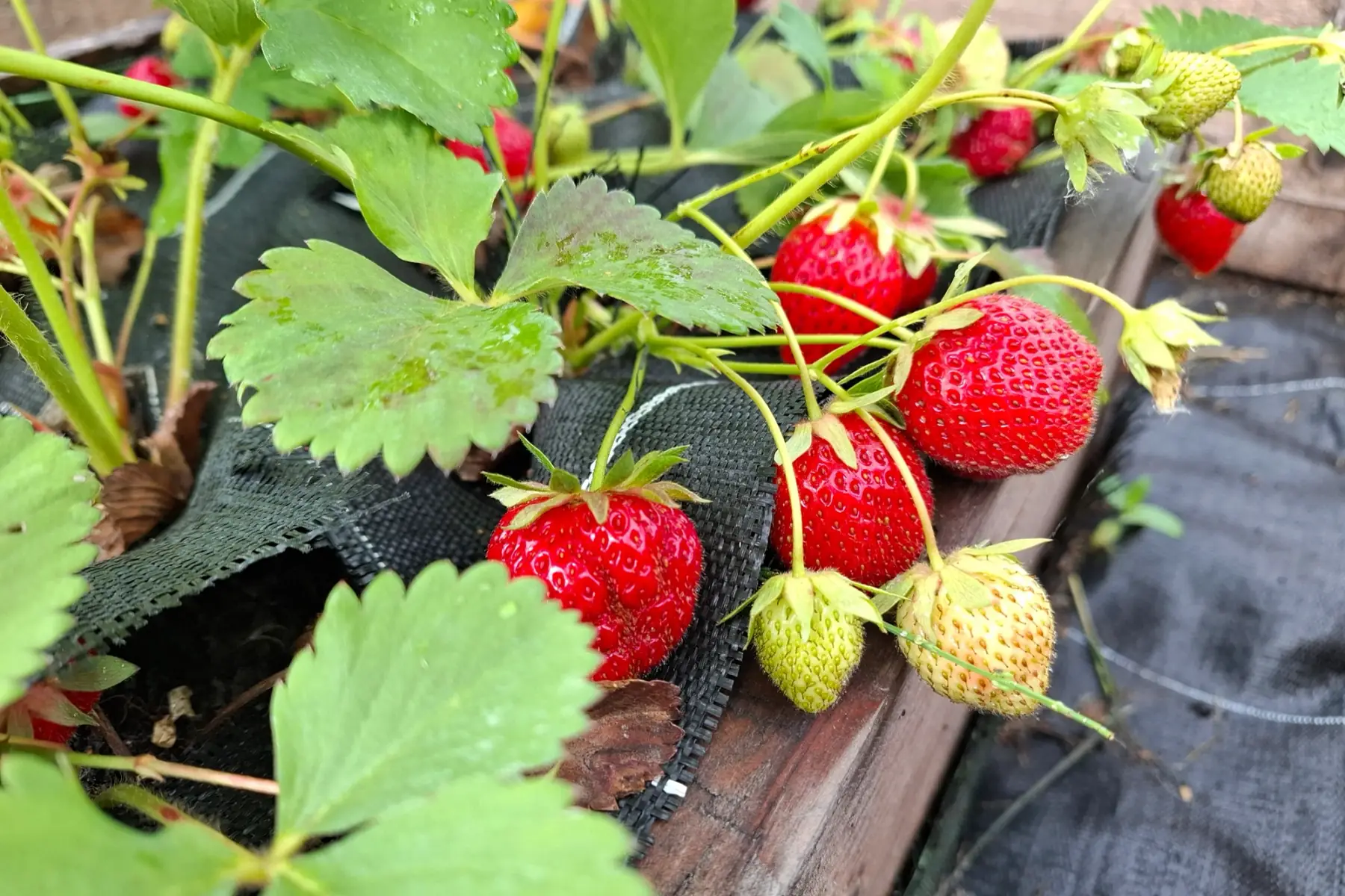 Fraisier remontant "Charlotte"