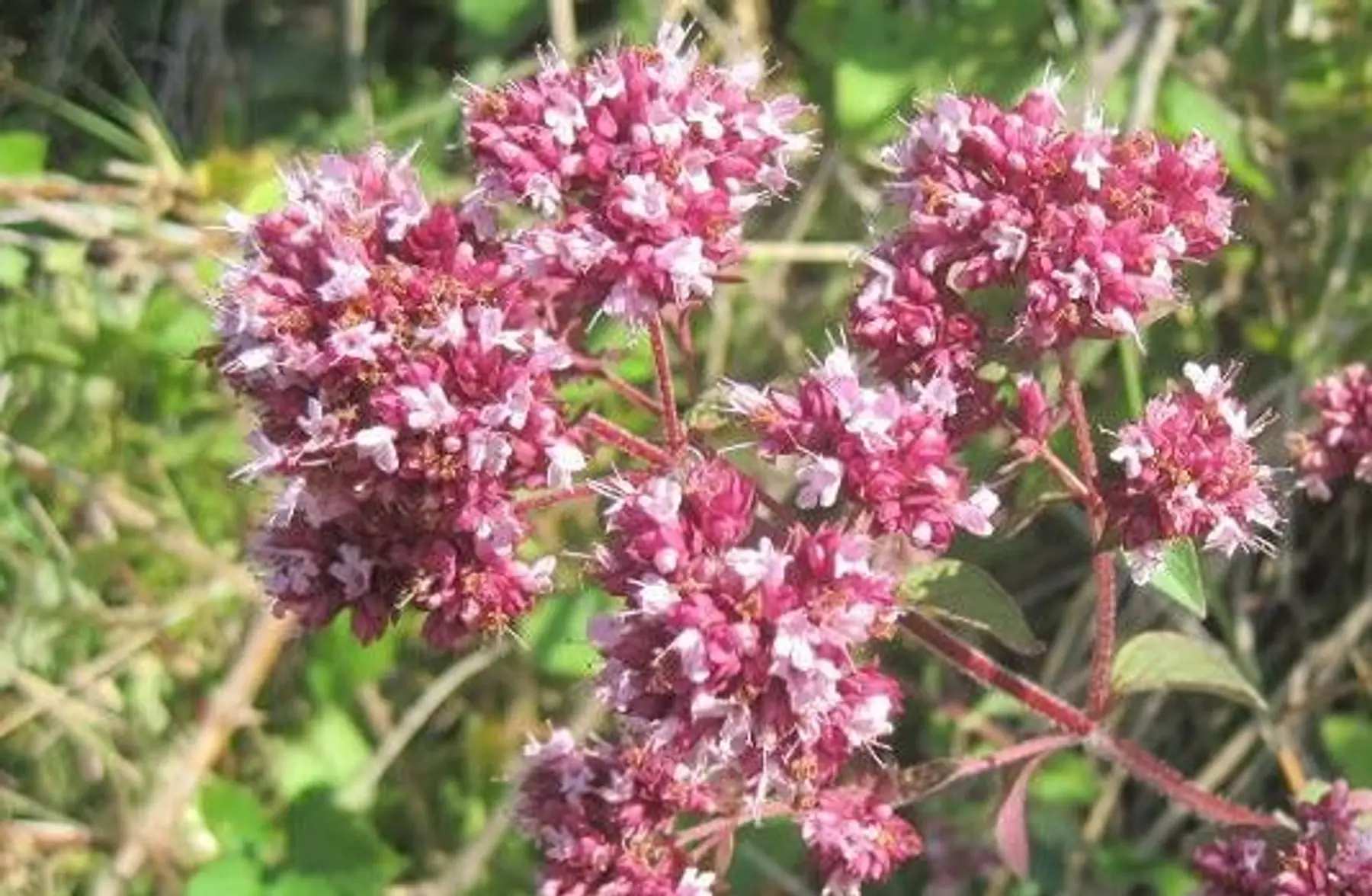 Origan – Marjolaine sauvage (Origanum Vulgare)