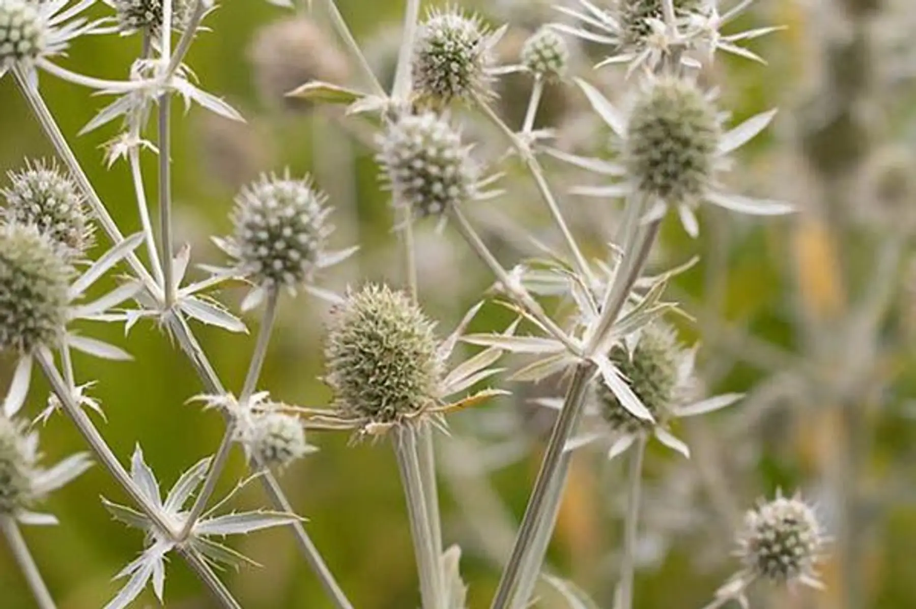 Panicaut plane - Eryngium Planum Glitter white