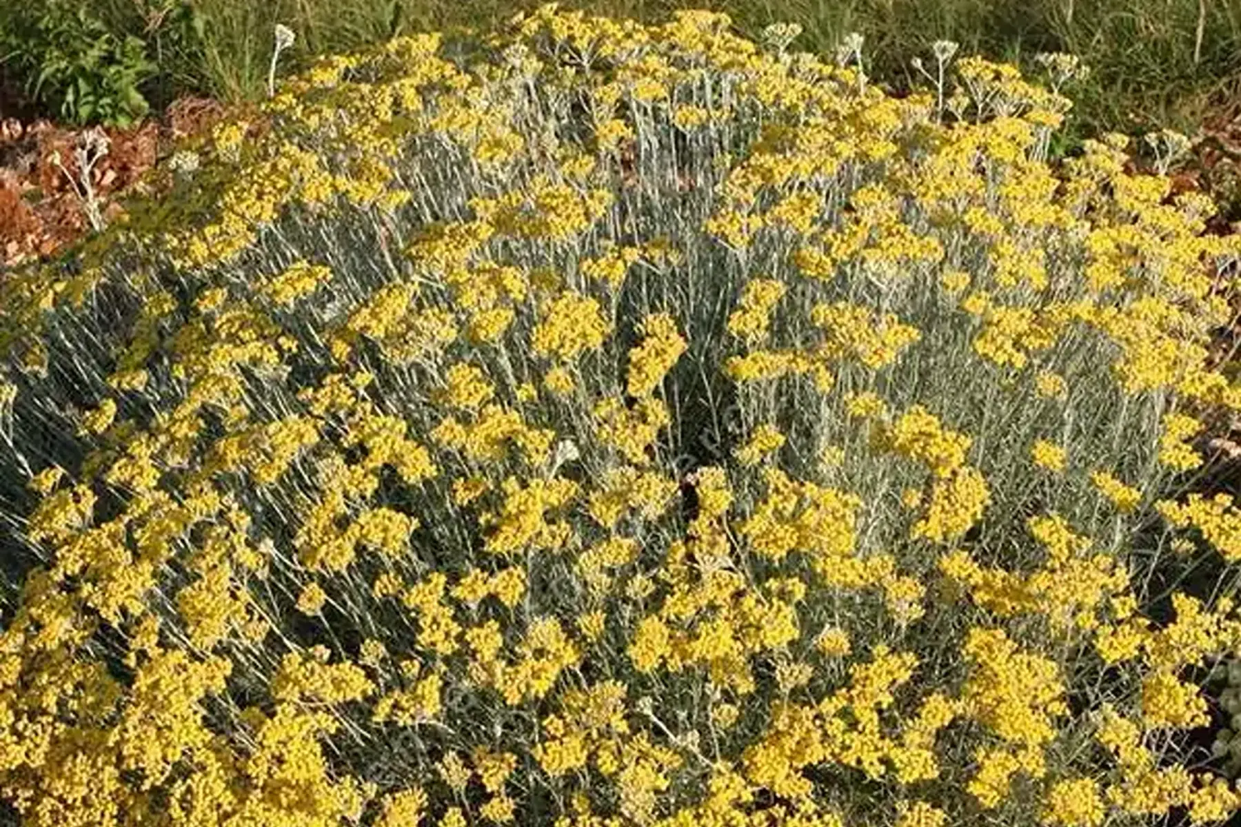 Herbe à curry (Helichrysum italicum)