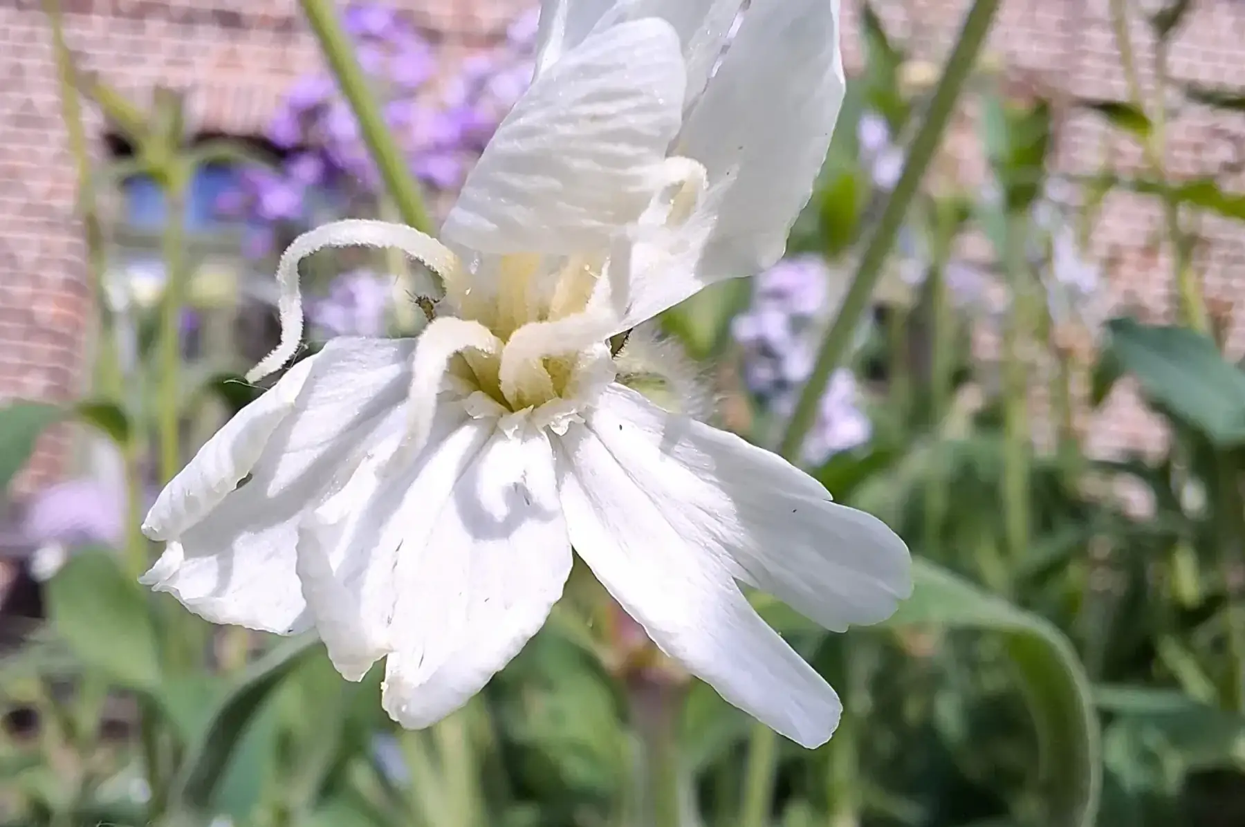 Compagnon blanc (Silene latifolia alba)