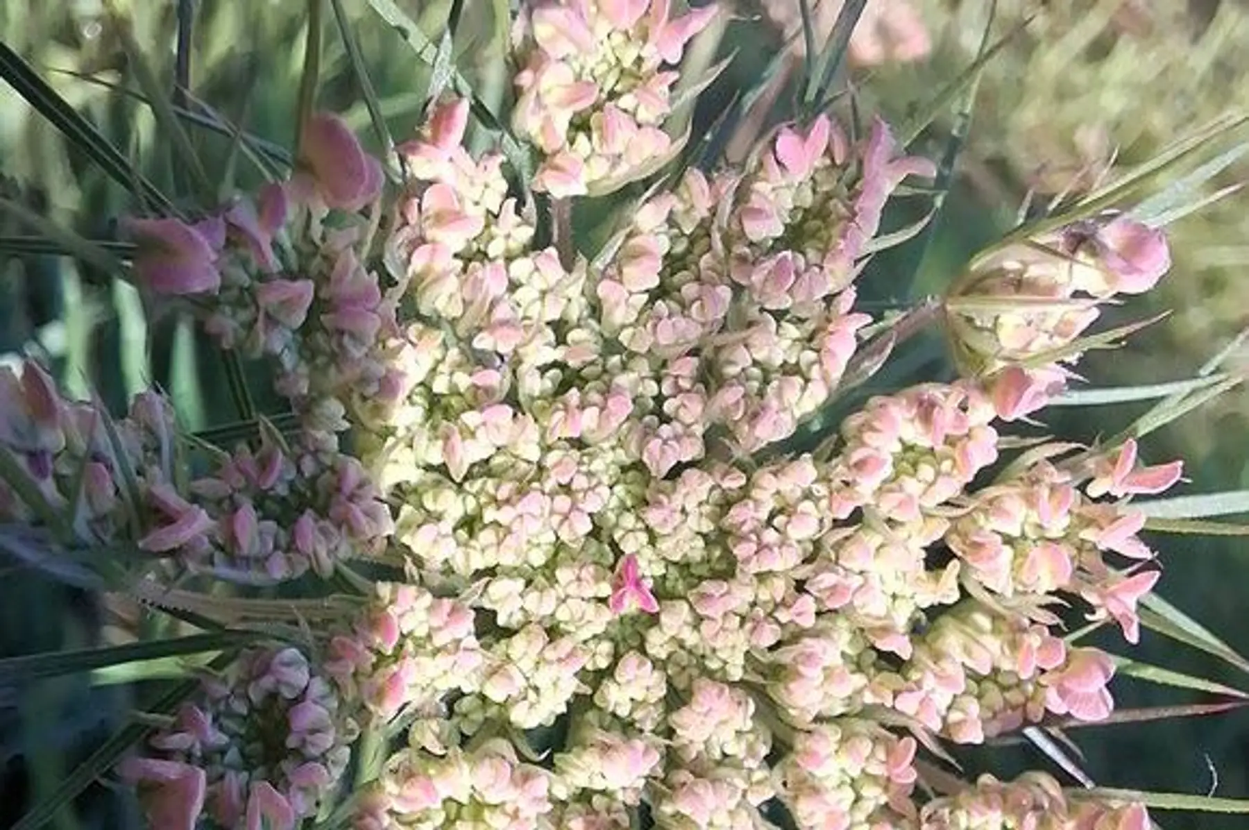 Eupatoire à feuille de chanvre (Eupatorium cannabinum)