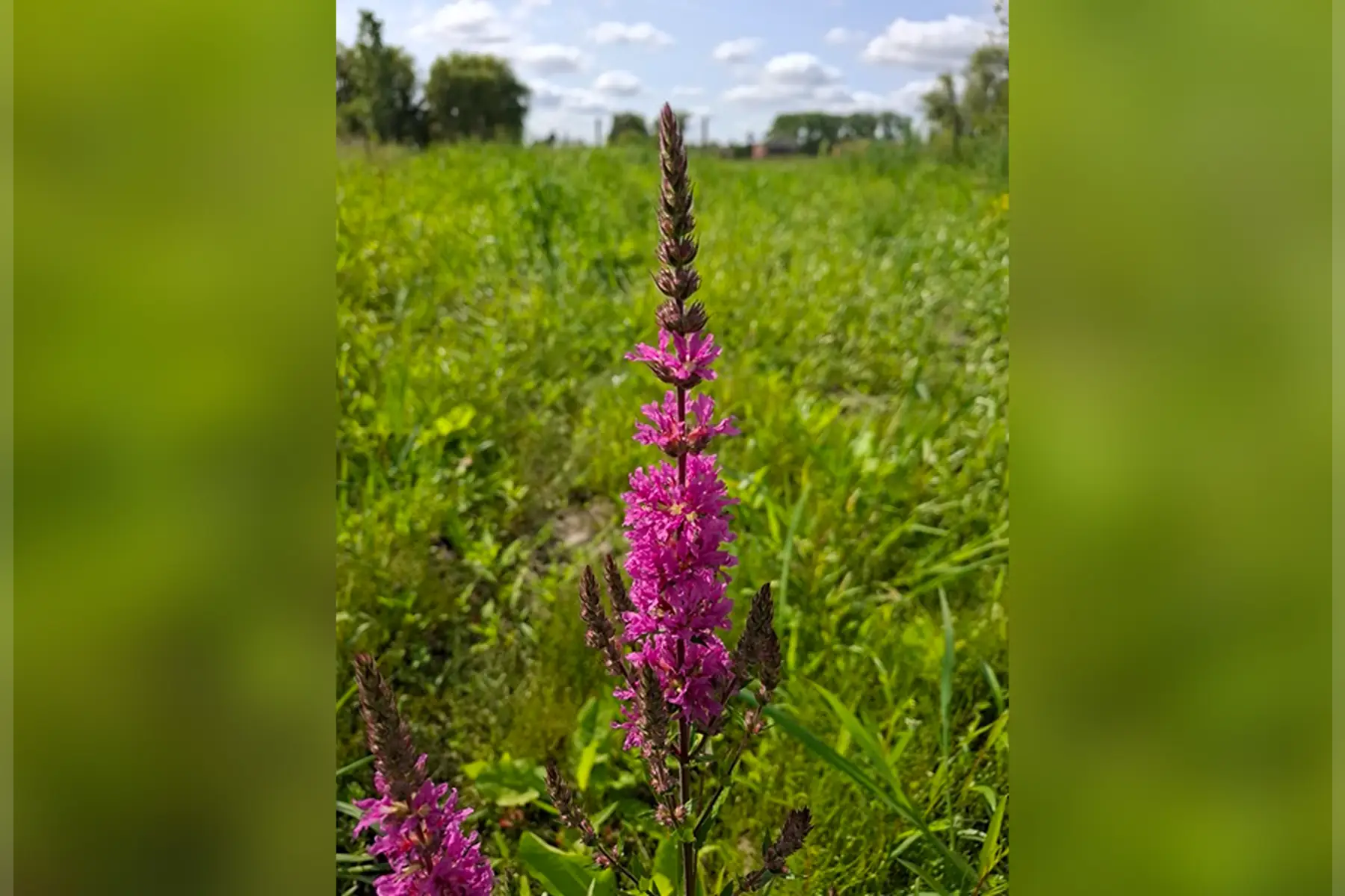 Salicaire commune (Lythrum salicaria)