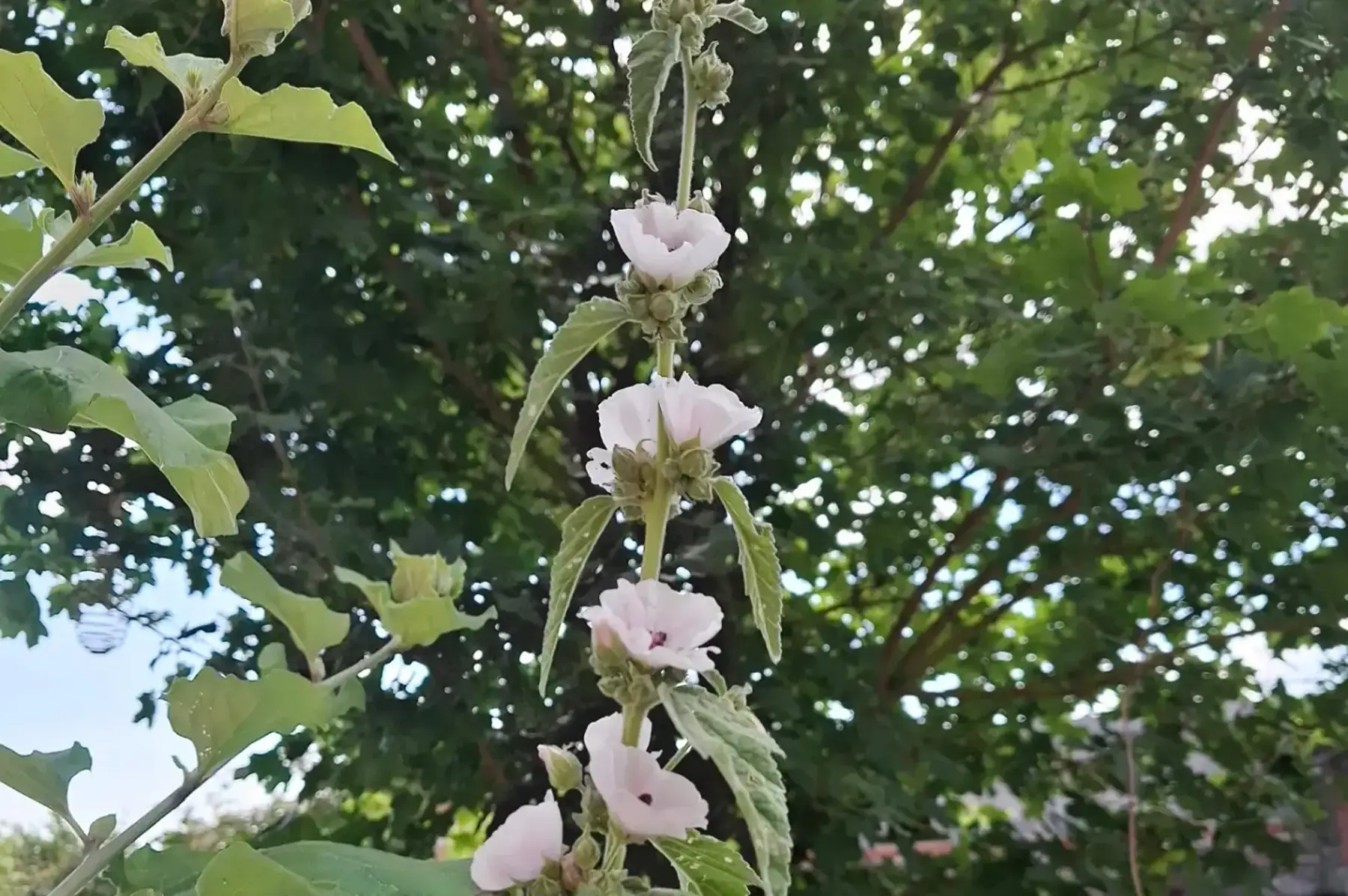 Guimauve (Althæa officinalis)