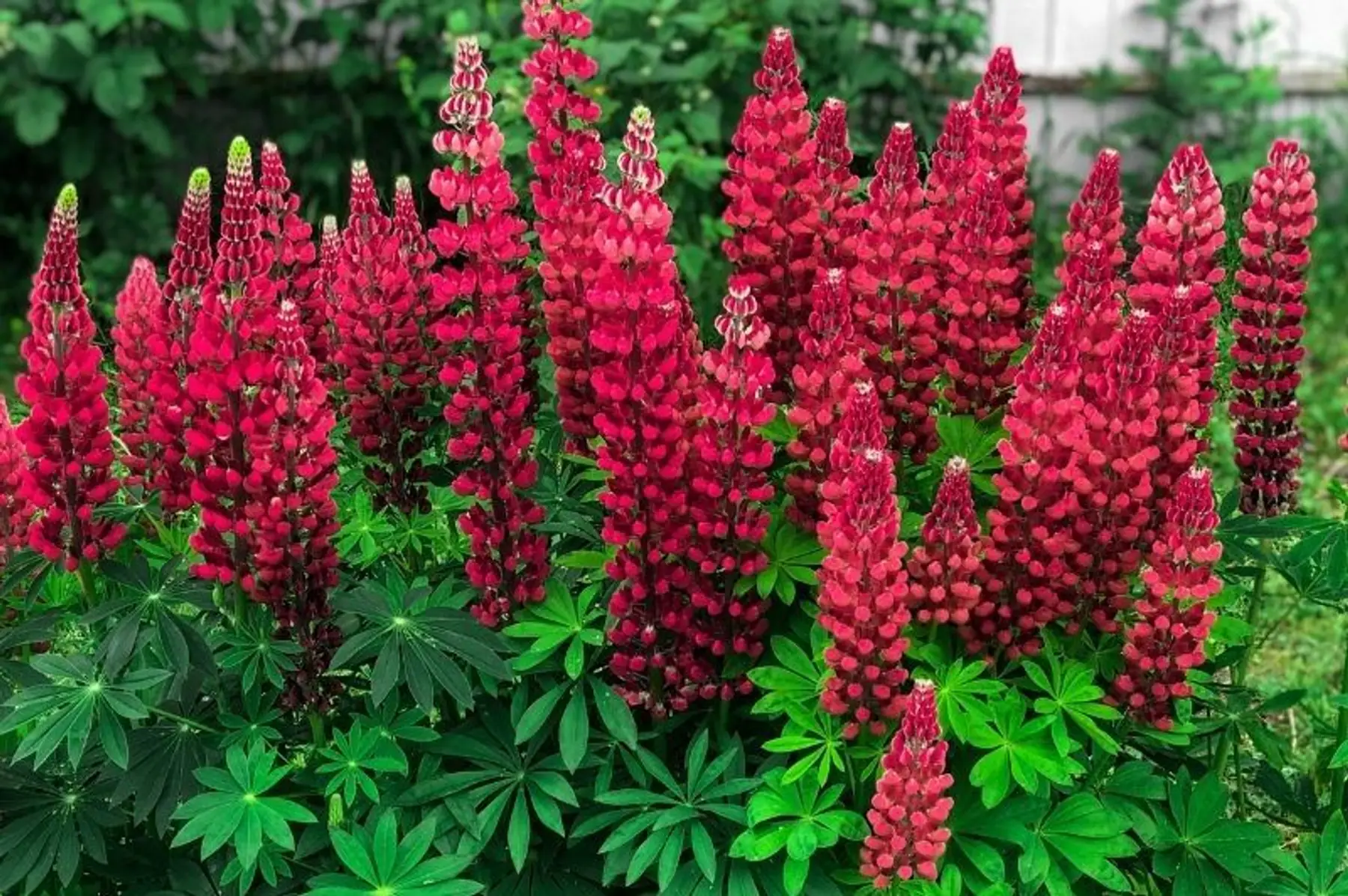 Lupin de Russel "Mon Chateau Rouge" (Lupinus x polyphyllus)