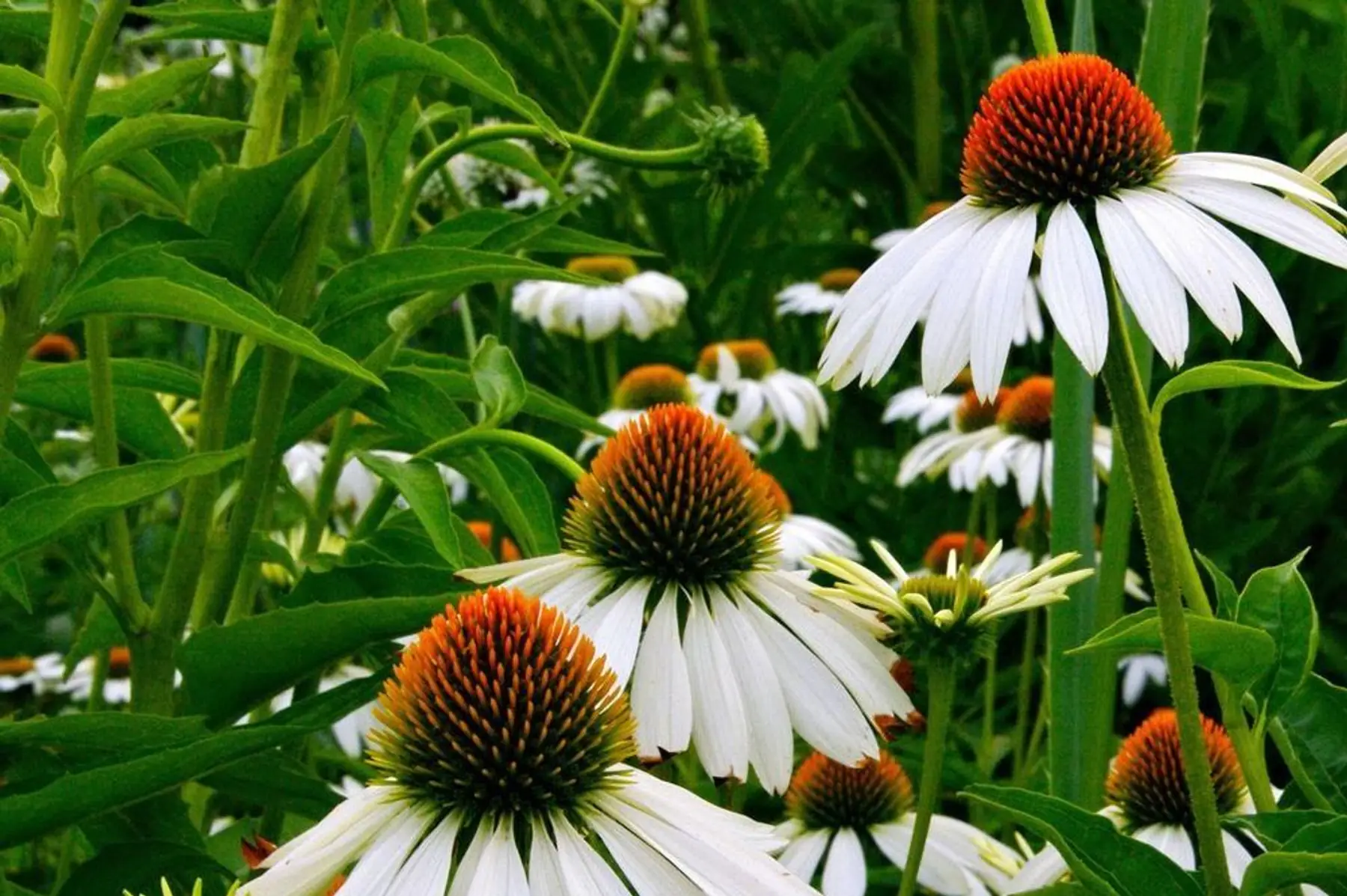 Echinacea pourpre White Swan - Alba (Echinacea purpurea)